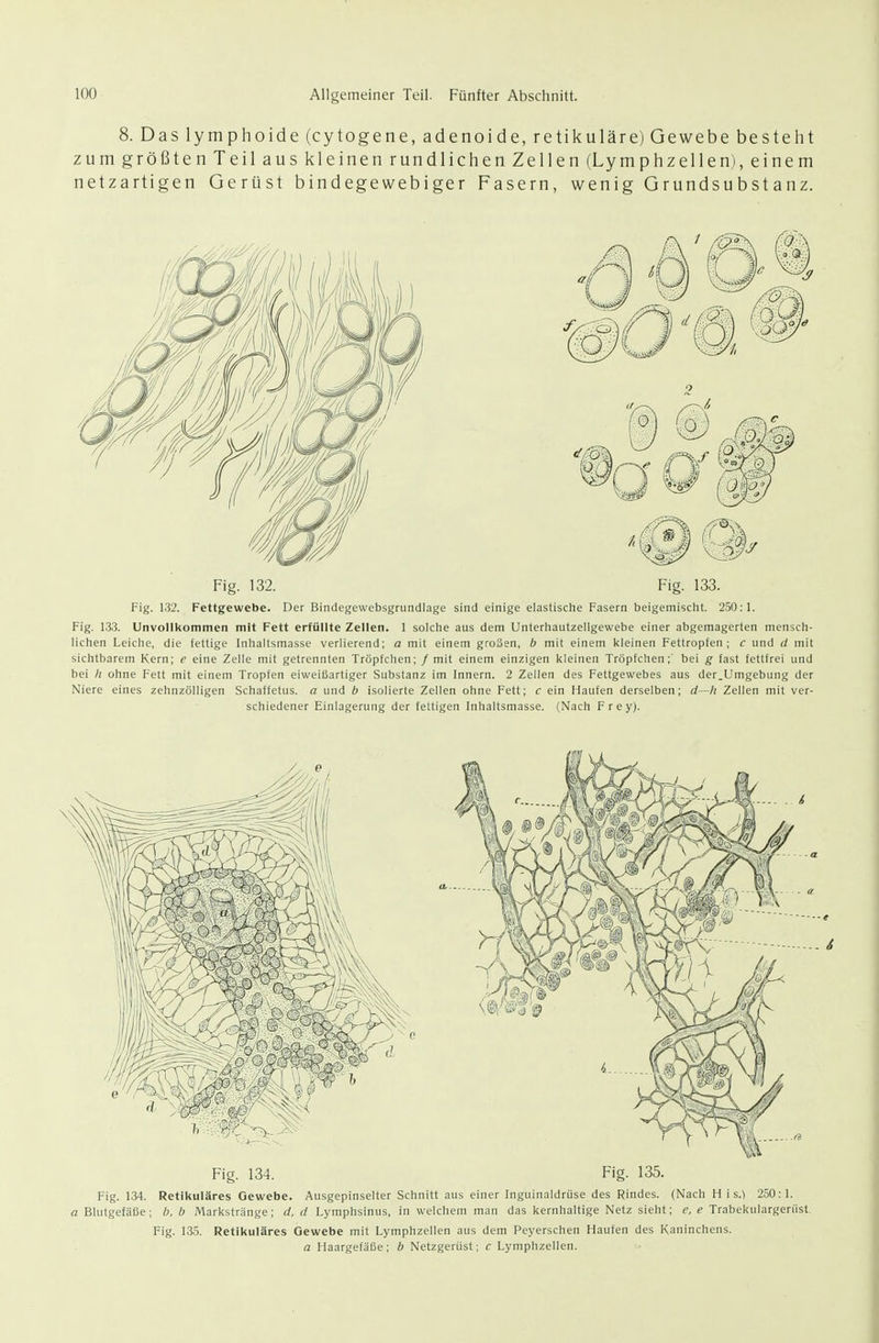 8. Das lymphoide(cytogene, adenoide, retikuläre) Gewebe besteht zum größten Teil aus kleinen rundlichen Zellen (Lymphzellen), einem netzartigen Gerüst bindegewebiger Fasern, wenig Grundsubstanz. Fig. 132. Fig. 133. Fig. 132. Fettgewebe. Der Bindegevvebsgrundlage sind einige elastische Fasern beigeraisclit. 250:1. Fig. 133. Unvollkommen mit Fett erfüllte Zellen. 1 solche aus dem Unterhautzellgewebe einer abgemagerten mensch- lichen Leiche, die fettige Inhaltsmasse verlierend; a mit einem großen, b mit einem kleinen Fettroplen ; c und d mit sichtbarem Kern; e eine Zelle mit getrennten Tröpfchen; / mit einem einzigen kleinen Tröpfchen;' bei g fast fettfrei und bei /; ohne Fett mit einem Tropfen eiweißartiger Substanz im Innern. 2 Zellen des Fettgewebes aus der.Umgebung der Niere eines zehnzölligen Schaffetus, a und b isolierte Zellen ohne Fett; c ein Haufen derselben; d—h Zellen mit ver- schiedener Einlagerung der fettigen Inhaltsmasse. (Nach Frey). Fig. 134. Retikuläres Gewebe. Ausgepinselter Schnitt aus einer Inguinaldriise des Rindes. (Nach H i s.) 250:1. a Blutgefäße; b, b Markstränge; d, d Lymphsinus, in welchem man das kernhaltige Netz sieht; e, e Trabekulargerüst. Fig. 135. Retikuläres Gewebe mit Lymphzellen aus dem Peyerschen Haufen des Kaninchens. a Haargefäße; b Netzgerüst; c Lymphzellen.