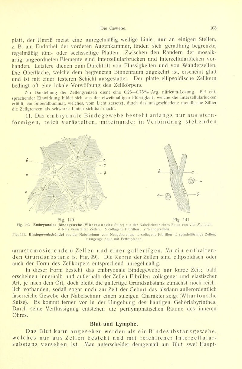 platt, der Umriß meist eine unregelmäßig wellige Linie; nur an einigen Stellen, z. B. am Endothel der vorderen Augenkammer, finden sich geradlinig begrenzte, regelmäßig fünf- oder sechsseitige Platten. Zwischen den Rändern der mosaik- artig angeordneten Elemente sind Interzellularbrücken und Interzellularlücken vor- handen. Letztere dienen zum Durchtritt von Flüssigkeiten und von Wanderzellen. Die Oberfläche, welche dem begrenzten Binnenraum zugekehrt ist, erscheint glatt und ist mit einer festeren Schicht ausgestattet. Der platte ellipsoidische Zellkern bedingt oft eine lokale Vorwölbung des Zellkörpers. Zur Darstellung der Zellengrenzen dient eine 0,25—0,757o Arg. nitricum-Lösung. Bei ent- sprechender Einwirkung bildet sich aus der eiweißhaltigen Flüssigkeit, welche die Interzellularlücken erfüllt, ein Silberalbuminat, welches, vom Licht zersetzt, durch das ausgeschiedene metallische Silber die Zellgrenzen als schwarze Linien sichtbar macht. 11. Das embryonale Bindegewebe besteht anfangs nur aus stern- förmigen, reich verästelten, miteinander in Verbindung stehenden (anastomosierenden) Zellen und einer gallertigen, Mucin enthalten- den Grundsubstanz (s. Fig. 99). Die Kerne der Zellen sind ellipsoidisch oder auch der Form des Zellkörpers entsprechend unregelmäßig. In dieser Form besteht das embryonale Bindegewebe nur kurze Zeit; bald erscheinen innerhalb und außerhalb der Zellen Fibrillen collagener und elastischer Art, je nach dem Ort, doch bleibt die gallertige Grundsubstanz zunächst noch reich- lich vorhanden, sodaß sogar noch zur Zeit der Geburt das alsdann außerordentlich faserreiche Gewebe der Nabelschnur einen sulzigen Charakter zeigt (Whartonsche Sülze). Es kommt ferner vor in der Umgebung des häutigen Gehörlabyrinthes. Durch seine Verflüssigung entstehen die perilymphatischen Räume des inneren Ohres. Blut und Lymphe. Das Blut kann angesehen werden als ein Bindesubstanzgewebe, welches nur aus Zellen besteht und mit reichlicher Interzellular- substanz versehen ist. Man unterscheidet demgemäß am Blut zwei Haupt-