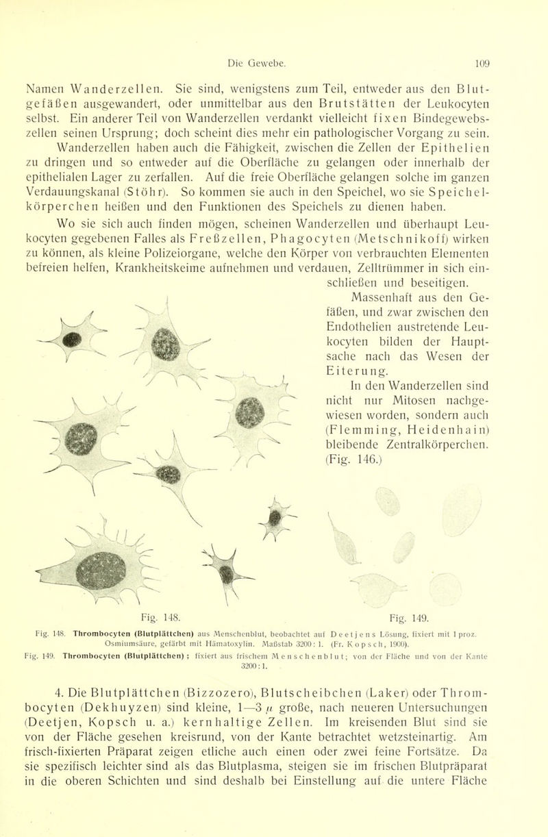 Namen Wanderzellen. Sie sind, wenigstens zum Teil, entweder aus den Blut- gefäßen ausgewandert, oder unmittelbar aus den Brutstätten der Leukocyten selbst. Ein anderer Teil von Wanderzellen verdankt vielleicht fixen Bindegewebs- zellen seinen Ursprung; doch scheint dies mehr ein pathologischer Vorgang zu sein. Wanderzellen haben auch die Fähigkeit, zwischen die Zellen der Epithelien zu dringen und so entweder auf die Oberfläche zu gelangen oder innerhalb der epithelialen Lager zu zerfallen. Auf die freie Oberfläche gelangen solche im ganzen Verdauungskanal (StÖhr). So kommen sie auch in den Speichel, wo sie Speichel- körperchen heißen und den Funktionen des Speichels zu dienen haben. Wo sie sich auch finden mögen, scheinen Wanderzellen und überhaupt Leu- kocyten gegebenen Falles als Freßzellen, Phagocyten (Metschnikoffj wirken zu können, als kleine Polizeiorgane, welche den Körper von verbrauchten Elementen befreien helfen, Krankheitskeime aufnehmen und verdauen, Zelltrümmer in sich ein- schließen und beseitigen. Massenhaft aus den Ge- fäßen, und zwar zwischen den Endothelien austretende Leu- kocyten bilden der Haupt- sache nach das Wesen der Eiterung. In den Wanderzellen sind nicht nur Mitosen nachge- wiesen worden, sondern auch (Flemming, Heidenhain) bleibende Zentralkörperchen. (Fig. 146.) Fig. 149. Fig. 148. Thrombocyten (Blutplättchen) aus Menschenblut, beobachtet auf Deetjens Lösung, fixiert mit 1 proz. Osmiumsäure, gefärbt mit Hämatoxylin. Maßstab 3200: 1. (Fr. Kopsch, 1900). Fig. 149. Thrombocyten (Blutplättchen); fixiert aus frischem Mensche nblut; von der Fläche und von der Kante 3200:1. 4. Die Blutplättchen (Bizzozero), Blutscheibchen (Laker) oder Throm- bocyten (Dekhuyzen) sind kleine, 1—3/( große, nach neueren Untersuchungen (Deetjen, Kopsch u. a.) kernhaltige Zellen. Im kreisenden Blut sind sie von der Fläche gesehen kreisrund, von der Kante betrachtet wetzsteinartig. Am frisch-fixierten Präparat zeigen etliche auch einen oder zwei feine Fortsätze. Da sie spezifisch leichter sind als das Blutplasma, steigen sie im frischen Blutpräparat in die oberen Schichten und sind deshalb bei Einstellung auf die untere Fläche