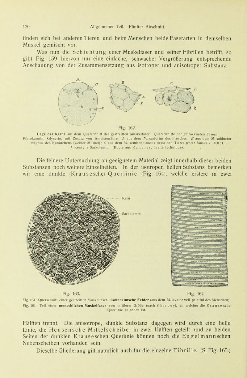 finden sich bei anderen Tieren und beim Mensciien beide Faserarten in demselben Muskel gemischt vor. Was nun die Schichtung einer Muskelfaser und seiner Fibrillen betrifft, so gibt Fig. 159 hiervon nur eine einfache, schwacher Vergrößerung entsprechende Anschauung von der Zusammensetzung aus isotroper und anisotroper Substanz. Fig. 162. Lage der Kerne auf dem Querschnitt der gestreiften Muskelfaser. Querschnitte der getrockneten Fasern. Pikrokarinin, Glycerin, mit Zusatz von Ameisensäure. A aus dem M. sartorius des Frosches; B aus dem M. adductor magnus des Kaninchens (weißer Muskel); C aus dem M. semitendinosus desselben Tieres (roter Muskel). 1(X): 1. k Kern; s Sarkolemm. (Kopie aus Ran vier, Traite technique). Die feinere Untersuchung an geeignetem Material zeigt innerhalb dieser beiden Substanzen noch weitere Einzelheiten. In der isotropen hellen Substanz bemerken wir eine dunkle (Krauseschej Querlinie (Fig. 164), welche erstere in zwei Fig. 163. Fig. 164. Fig. 163. Querschnitt einer gestreiften Muskelfaser. Cohnheimsche Felder (aus dem M. levator veli palatini des Menschen). Fig. 164. Teil einer menschlichen Muskelfaser von mittlerer Größe (nach Sharpey), an welcher die Krausesche Querlinie zu sehen ist. Hälften trennt. Die anisotrope, dunkle Substanz dagegen wird durch eine helle Linie, die Hensensche Mittelscheibe, in zwei Hälften geteilt und zu beiden Seiten der dunklen Krauseschen Querlinie können noch die Engelmannschen Nebenscheiben vorhanden sein. Dieselbe Gliederung gilt natürlich auch für die einzelne Fibrille. (S. Fig. 165.)