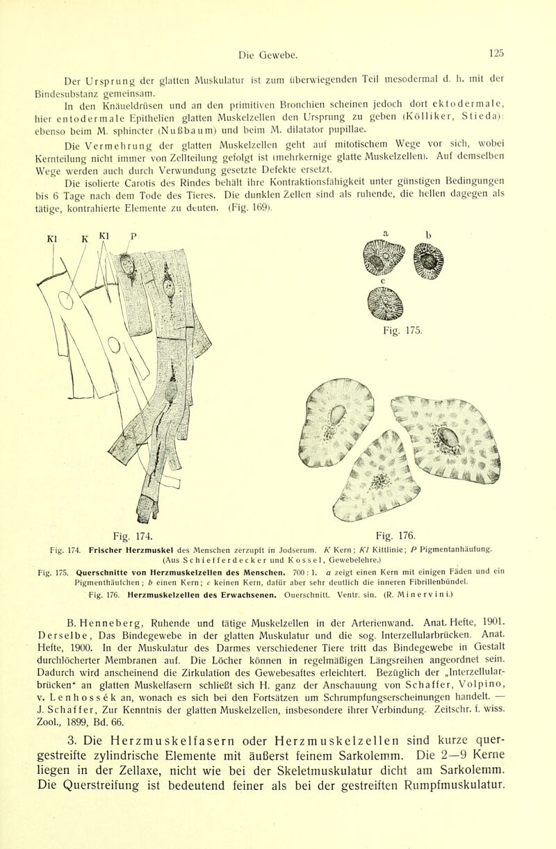 Der Ursprung der glatten Muskulatur ist zum überwiegenden Teil mesodcrmai d. Ii. mit der Bindesubstanz gemeinsam. In den Knäueldrüsen und an den primitiven Bronchien scheinen jedoch dort ekt oder male, hier entodermale Epithelien glatten Muskelzellen den Ursprung zu geben (KöUiker, Stieda); ebenso beim M. sphincter (Nußbaum) und beim M. dilatator pupillae. Die Vermehrung der glatten Muskelzellen geht auf mitotischem Wege vor sich, wobei Kernteilung nicht immer von Zellteilung gefolgt ist (mehrkernige glatte Muskelzellen). Auf demselben Wege werden auch durch Verwundung gesetzte Defekte ersetzt. Die isolierte Carotis des Rindes behält ihre Kontraktionsfähigkeit unter günstigen Bedingungen bis 6 Tage nach dem Tode des Tieres. Die dunklen Zellen sind als ruhende, die hellen dagegen als tätige, kontrahierte Elemente zu deuten. (Fig. 169). Fig. 174. Fig. 176. Fig. 174. Frischer Herzmuskel des Menschen zerzupft in Jodserum. K Kern; Kl Kittlinie; P Pigmentanhäufung. (Aus Schiefferdecker und K o s s e 1, Gewebelehre.) Fig. 175. Querschnitte von Herzmusltelzellen des Menschen. 700 : 1. a zeigt einen Kern mit einigen Fäden und ein Pigmenthäufchen; b einen Kern; c keinen Kern, dafür aber sehr deutlich die inneren Fibrillenbündel. Fig. 176. Herzmuskelzellen des Erwachsenen. Querschnitt. Ventr. sin. (R. Minervini.) B. Henneberg, Ruhende und tätige Muskelzellen in der Arterienwand. Anat. Hefte, 1901. Derselbe, Das Bindegewebe in der glatten Muskulatur und die sog. Interzellularbrücken. Anat. Hefte, 1900. In der Muskulatur des Darmes verschiedener Tiere tritt das Bindegewebe in Gestalt durchlöcherter Membranen auf. Die Löcher können in regelmäßigen Längsreihen angeordnet sein. Dadurch wird anscheinend die Zirkulation des Gewebesaftes erleichtert. Bezüglich der „Interzellular- brücken an glatten Muskelfasern schließt sich H. ganz der Anschauung von Schaffer, Volpino, V. L e n h 0 s s e k an, wonach es sich bei den Fortsätzen um Schrumpfungserscheinungen handelt. — J. Schaffer, Zur Kenntnis der glatten Muskelzelien, insbesondere ihrer Verbindung. Zeitschr. f. wiss. Zool., 1899, Bd. 66. 3. Die Herzmuskelfasern oder Herzmuskelzellen sind kurze quer- gestreifte zylindrische Elemente mit äußerst feinem Sarkolemm. Die 2—9 Kerne liegen in der Zellaxe, nicht wie bei der Skeletmuskulatur dicht am Sarkolemm. Die Querstreifung ist bedeutend feiner als bei der gestreiften Rumpfmuskulatur.