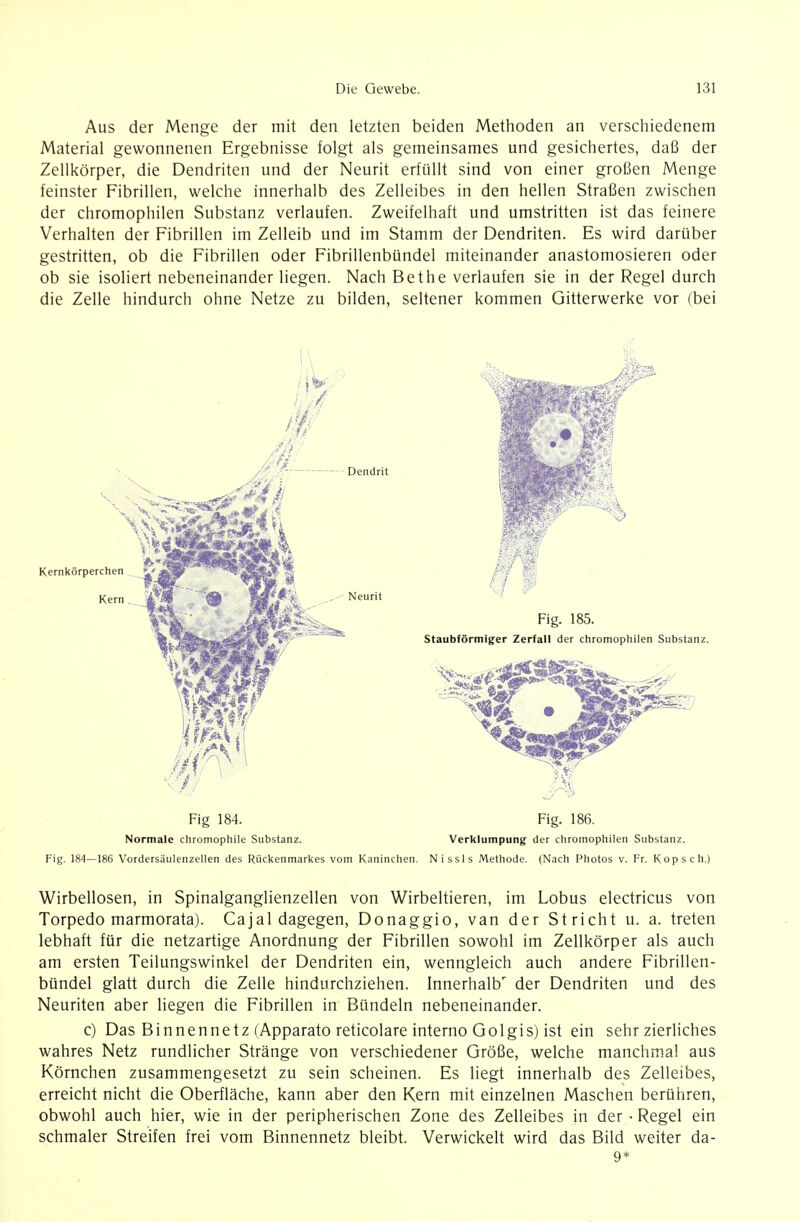 Aus der Menge der mit den letzten beiden Methoden an verschiedenem Material gewonnenen Ergebnisse folgt als gemeinsames und gesichertes, daß der Zellkörper, die Dendriten und der Neurit erfüllt sind von einer großen Menge feinster Fibrillen, welche innerhalb des Zelleibes in den hellen Straßen zwischen der chromophilen Substanz verlaufen. Zweifelhaft und umstritten ist das feinere Verhalten der Fibrillen im Zelleib und im Stamm der Dendriten. Es wird darüber gestritten, ob die Fibrillen oder Fibrillenbündel miteinander anastomosieren oder ob sie isoliert nebeneinander liegen. Nach Bethe verlaufen sie in der Regel durch die Zelle hindurch ohne Netze zu bilden, seltener kommen Gitterwerke vor (bei Fig 184. Fig. 186. Normale chromophile Substanz. Verklumpung der chromophilen Substanz. Fig. 184—186 V-crdersäulenzellen des Rückenmarkes vom Kaninchen. Nissls Methode. (Nach Photos v. Fr. Kopsch.l Wirbellosen, in Spinalganglienzellen von Wirbeltieren, im Lobus electricus von Torpedo marmorata). Cajal dagegen, Donaggio, van der Stricht u. a. treten lebhaft für die netzartige Anordnung der Fibrillen sowohl im Zellkörper als auch am ersten Teilungswinkel der Dendriten ein, wenngleich auch andere Fibrillen- bündel glatt durch die Zelle hindurchziehen. Innerhalb' der Dendriten und des Neuriten aber liegen die Fibrillen in Bündeln nebeneinander. c) Das Binnennetz (Apparato reticolare interno Golgis) ist ein sehr zierliches wahres Netz rundlicher Stränge von verschiedener Größe, welche manchmal aus Körnchen zusammengesetzt zu sein scheinen. Es liegt innerhalb des Zelleibes, erreicht nicht die Oberfläche, kann aber den Kern mit einzelnen Maschen berühren, obwohl auch hier, wie in der peripherischen Zone des Zelleibes in der • Regel ein schmaler Streifen frei vom Binnennetz bleibt. Verwickelt wird das Bild weiter da- 9*