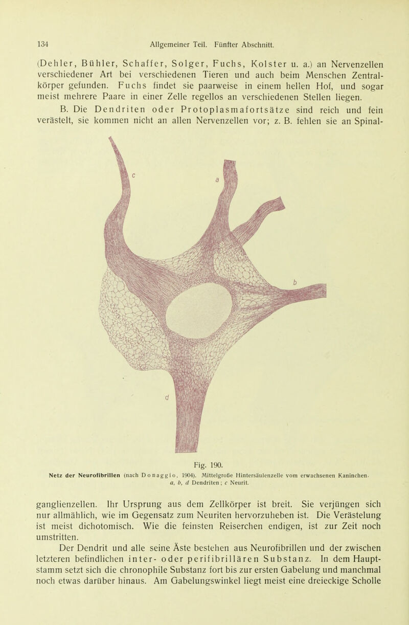 (Dehler, Bühler, Schaffer, Solger, Fuchs, Kolster u. a.) an Nervenzellen verschiedener Art bei verschiedenen Tieren und auch beim Menschen Zentral- körper gefunden. Fuchs findet sie paarweise in einem hellen Hof, und sogar meist mehrere Paare in einer Zelle regellos an verschiedenen Stellen liegen. B. Die Dendriten oder Protoplasmafortsätze sind reich und fein verästelt, sie kommen nicht an allen Nervenzellen vor; z. B. fehlen sie an Spinal- Fig. 190. Netz der Neurofibrillen (nacli Donaggio, 1904). Mittelgroße Hintersäulenzelle vom erwachsenen Kaninchen. a, b, d Dendriten; c Neurit. ganglienzellen. Ihr Ursprung aus dem Zellkörper ist breit. Sie verjüngen sich nur allmählich, wie im Gegensatz zum Neuriten hervorzuheben ist. Die Verästelung ist meist dichotomisch. Wie die feinsten Reiserchen endigen, ist zur Zeit noch umstritten. Der Dendrit und alle seine Äste bestehen aus Neurofibrillen und der zwischen letzteren befindlichen inter- oder perifibrillären Substanz. In dem Haupt- stamm setzt sich die chronophile Substanz fort bis zur ersten Gabelung und manchmal noch etwas darüber hinaus. Am Gabelungswinkel liegt meist eine dreieckige Scholle