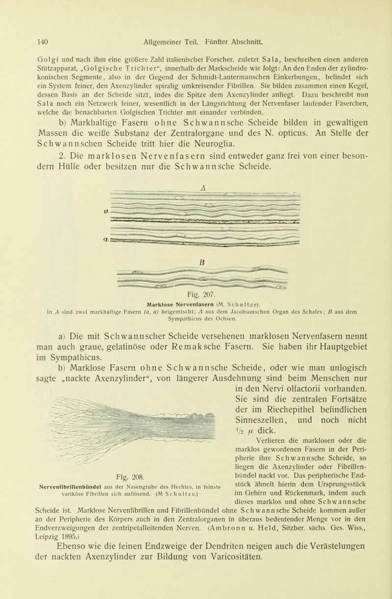 Golgi und nach ilim eine größere Zahl italienischer Forscher, zuletzt Sala, beschreiben einen anderen Stützapparat, „Golgische Trichter, innerhalb der Markscheide wie folgt: An den Enden der zylindro- konischen Segmente, also in der Gegend der Schmidt-Lantermanschen Einkerbungen, befindet sich ein System feiner, den Axenzylinder spiralig umkreisender Fibrillen. Sie bilden zusammen einen Kegel, dessen Basis an der Scheide sitzt, indes die Spitze dem Axenzylinder anliegt. Dazu beschreibt nun Sala noch ein Netzwerk feiner, wesentlich in der Längsrichtung der Nervenfaser laufender Fäserchen, welche die benachbarten Golgischen Trichter mit einander verbinden. b) Markhaltige Fasern ohne Schwann sehe Scheide bilden in gewaltigen Massen die weiße Substanz der Zentralorgane und des N. opticus. An Stelle der Schwann sehen Scheide tritt hier die Neuroglia. 2. Die marklosen Nervenfasern sind entweder ganz frei von einer beson- dern Hülle oder besitzen nur die Schwannsche Scheide. B Fig. 207. Marklose Nervenfasern (M. Schultze). In A sind zwei markhaltige Fasern fa, a) beigemischt; A aus dem Jacobsonschen Organ des Schafes; B aus dem Sympathicus des Ochsen. a) Die mit Schwannscher Scheide versehenen marklosen Nervenfasern nennt man auch graue, gelatinöse oder Remaksche Fasern. Sie haben ihr Hauptgebiet im Sympathicus. b) Marklose Fasern ohne Schwan nsche Scheide, oder wie man unlogisch sagte „nackte Axenzylinder, von längerer Ausdehnung sind beim Menschen nur in den Nervi olfactorii vorhanden. Sie sind die zentralen Fortsätze der im Riechepithel befindlichen Sinneszellen, und noch nicht '/2 // dick. Verlieren die marklosen oder die marklos gewordenen Fasern in der Peri- pherie ihre Schwan nsche Scheide, so liegen die Axenzylinder oder Fibrillen- bünde! nackt vor. Das peripherische End- stück ähnelt hierin dem Ursprungsstück im Gehirn und Rückenmark, indem auch dieses marklos und ohne Schwannsche Scheide ist. Marklose Nervenfibrillen und Fibrillenbündel ohne Schwannsche Scheide kommen außer an der Peripherie des Körpers auch in den Zentralorganen in überaus bedeutender Menge vor in den Endverzweigungen der zentripetalleitenden Nerven. (Ambronn u. Held, Sitzber. sächs. Ges. Wiss., Leipzig 1895.) Ebenso wie die feinen Endzweige der Dendriten neigen auch die Verästelungen der nackten Axenzylinder zur Bildung von Varicositäten. Flg. 208. Nervenfibrillenbündel aus der Nasengrube des Hechtes, in feinste variköse Fibrillen sich auflösend. (M Schultze.)