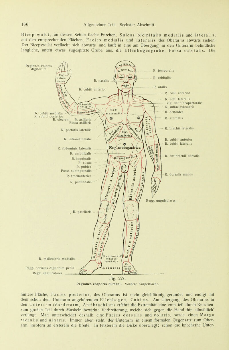 Bicepswulst, an dessen Seiten flache Furchen, Sulcus bicipitalis media 1 is und latera 1 is, auf den entsprechenden Flächen, Facies medialis und lateralis des Oberarms abwärts ziehen- Der Bicepswulst verflacht sich abwärts und läuft in eine am Übergang in den Unterarm befindliche längliche, unten etwas zugespitzte Grube aus, die Ellenbogengrube, Fossa cubitalis. Die Regiones volares digitorum R. cubiti medialis R. cubiti posterior R. olecrani R. malleolaris medialis dorsales digitorum pedis Regg. unguiculares . R. temporalis R. orbitalis R. oralis R. colli anterior — R. colli lateralis - Trig. deltoideopectorale • R. intraclavicularis ■ R. deltoidea - R. Sternalis - R. brachii lateralis R. cubiti anterior R. cubiti lateralis R. antibracliii dorsalis R. dorsalis manus Regg. unguiculares Fig. 227. Regiones corporis humani. Vordere Körperfläche. hintere Fläche, Facies posterior, des Oberarms ist mehr gleichförmig gerundet und endigt mit dem schon dem Unterarm angehörenden Ellenbogen, Cubitus. Am Ubergang des Oberarms in den Unterarm (Vorderarm, Antibrachiumi erfährt die Extremität eine zum teil durch Knochen zum großen Teil durch Muskeln bewirkte Verbreiterung, welche sich gegen die Hand hin allmählich' verjüngt. Man unterscheidet deshalb eine Facies dorsalis und volaris, sowie einen Margo radialis und ulnaris. Immer aber steht der Unterarm in einem formalen Gegensatz zum Ober- arm, insofern an ersterem die Breite, an letzterem die Dicke überwiegt; schon die knöcherne Unter-