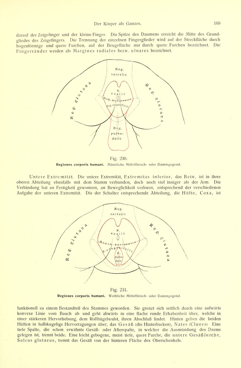 darauf der Zeigefinger und der kleine Finger. Die Spitze des Daumens erreicht die Mitte des Grund- gliedes des Zeigefingers. Die Trennung der einzelnen Fingerglieder wird auf der Streckfläche durch bogenförmige und quere Furchen, auf der Beugefläche nur durch quere Furchen bezeichnet. Die Fingerränder werden als Margines radiales bezw. ulnares bezeichnet. Fig. 230. Reglones corporis humani. Männliche Mittelfleisch- oder Dammgegend. Untere Extremität. Die untere Extremität, Extremitas inferior, das Bein, ist in ihrer oberen Abteilung ebenfalls mit dem Stamm verbunden, doch noch viel inniger als der Arm. Die Verbindung hat an Festigkeit gewonnen, an Beweglichkeit verloren, entsprechend der verschiedenen Aufgabe der unteren Extremität. Die der Schulter entsprechende Abteilimg, die Hüfte, Coxa, ist Fig. 231. Regiones corporis humani. Weibliche Mittelfleisch- oder Dammgegend. funktionell zu einem Bestandteil des Stammes geworden. Sie grenzt sich seitlich durch eine aufwärts konvexe Linie vom Bauch ab und geht abwärts in eine flache runde Erhabenheit über, welche in einer stärkeren Hervorhebung, dem Rollhügelwulst, ihren Abschluß findet. Hinten gehen die beiden Hüften in halbkugelige Hervorragungen über, das Gesäß (die Hinterbacken), Nates (Clunes) Eine tiefe Spalte, die schon erwähnte Gesäß- oder Afterspalte, in welcher die Ausmündung des Darms gelegen ist, trennt beide. Eine leicht gebogene, meist tiefe, quere Furche, die untere Gesäßfurche, Sulcus glutaeus, trennt das Gesäß von der hinteren Fläche des Oberschenkels.