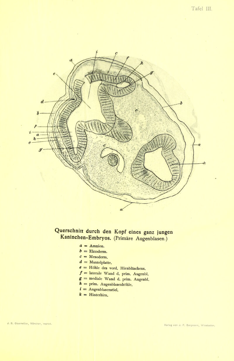 Querschnitt durch den Kopf eines ganz jungen Kaninchen-Embryos. (Primäre Augenblasen.) O. ■= Amnion. b = Ektoderm. C — Mesoderm. d = Mantelplatte. e = Höhle des vord. Hirnbläschens. / = laterale Wand d. prim. Augenbl. g = mediale Wand d. prim. Augenbl. h = prim. Augenblasenhöhle. i = Augenblasenstiel. k = Hinterhirn. J. B. Obsrnetter, Manchen, reprod.