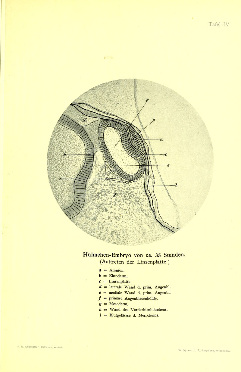 * Hühnchen-Embryo von ca. 35 Stunden. (Auftreten der Linsenplatte.) a Amnion. b Ektoderm. c Linsenplatte. d laterale Wand d. prim. Augenbl. e mediale Wand d. prim. Augenbl. f primäre Augenblasenhöhle. g Mesoderm. h Wand des Vorderhimbläschens. i Blutgefässse d. Mesoderms. J. B. Obernetter, München, reprod. Verlag von J. Bergmann, Wiesbaden,