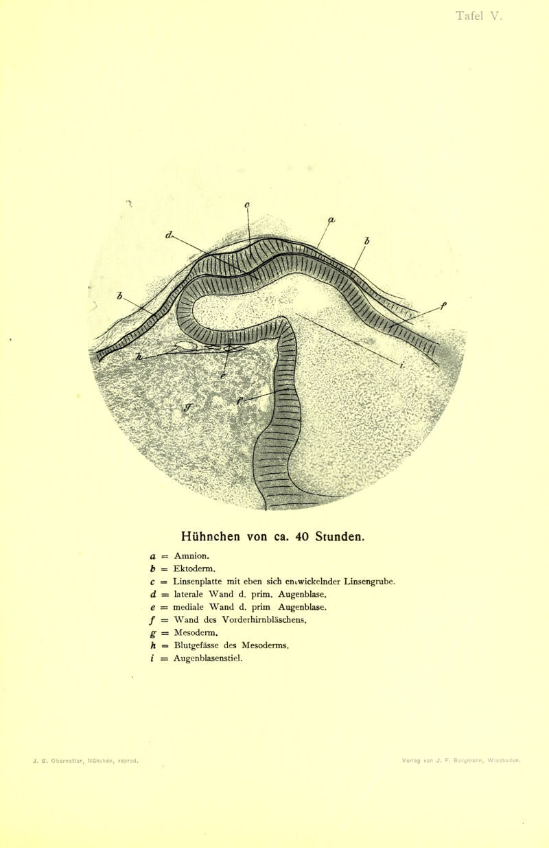 Hühnchen von ca. 40 Stunden. a = Amnion. b = Ektoderm. c = Linsenplatte mit eben sich entwickelnder Linsengrube. d = laterale Wand d. prim. Augenblase. e = mediale Wand d. prim Augenblase. f = Wand des Vorderhirnbläschens. g = Mesoderm. h = Blutgefässe des Mesoderms. I = Augenblasenstiel.