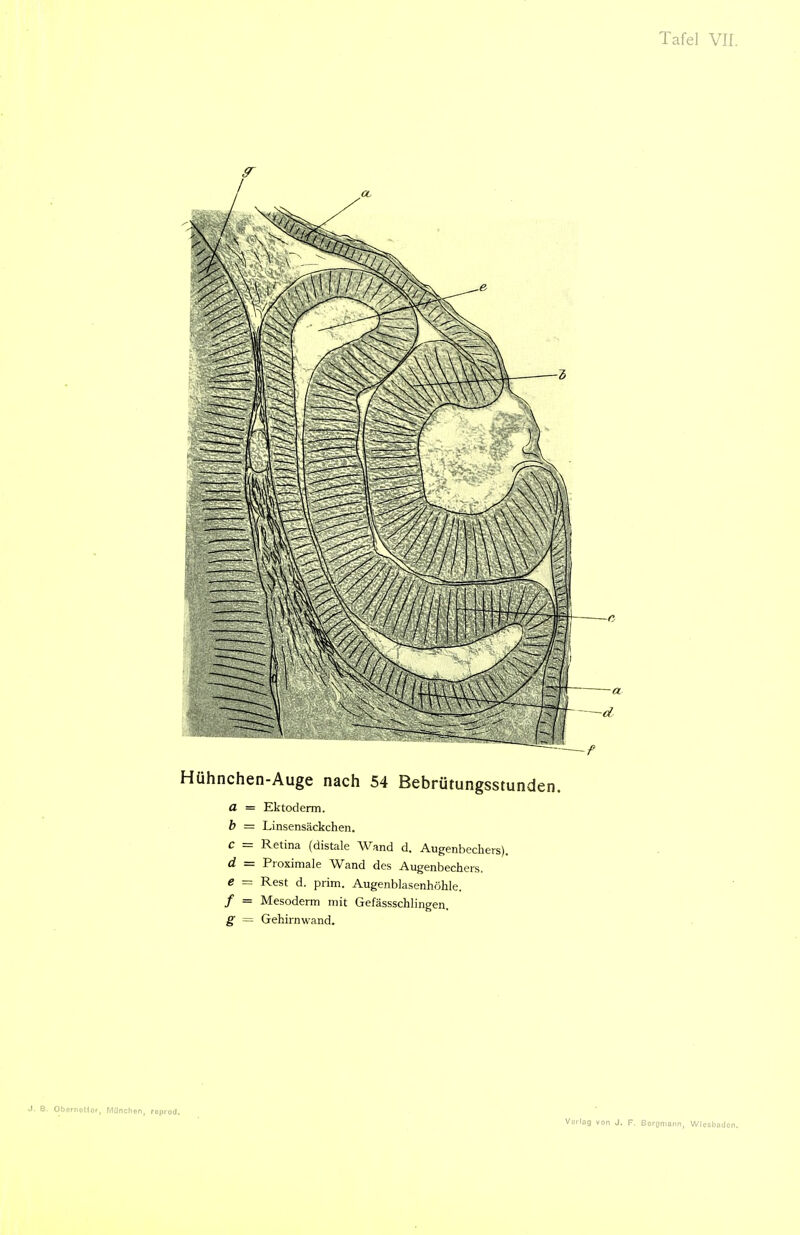 Hühnchen-Auge nach 54 Bebrütungsstunden. a = Ektoderm. h = Linsensäckchen. C = Retina (distale Wand d. Augenbecliers). d = Proximale Wand des Augenbechers. e = Rest d. prim. Augenblasenhöhle. / = Mesoderm mit Gefässschlingen. g = Gehirnwand. J. B. Obernollor, München, roprod.