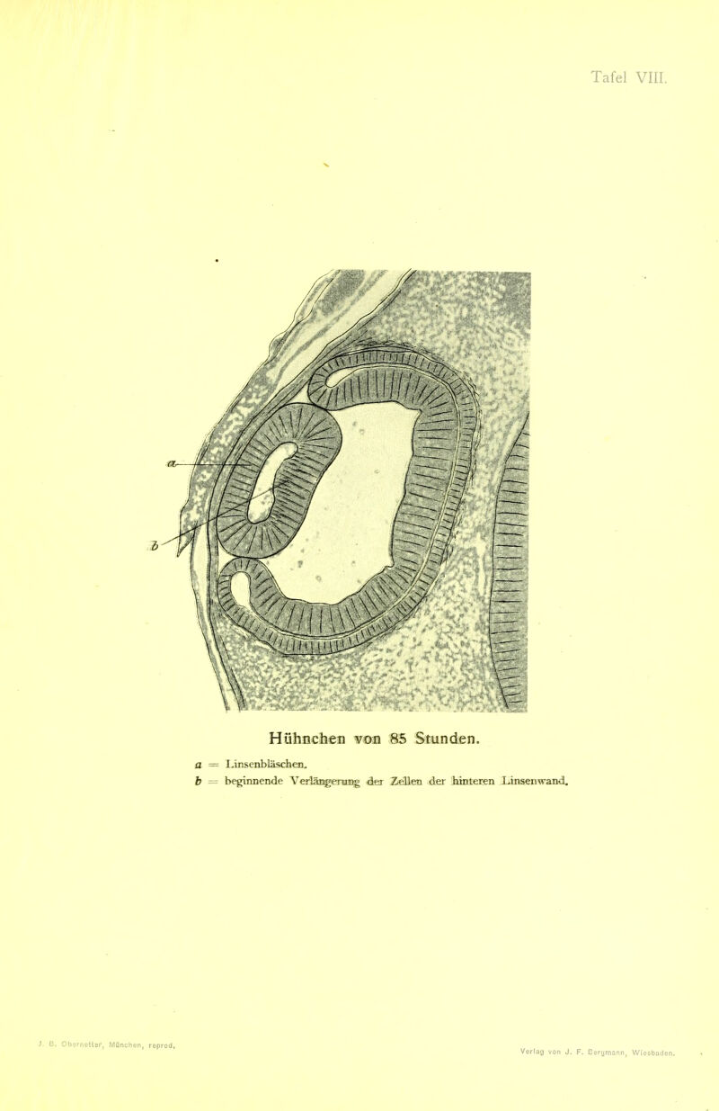 ) E. Obornctlcr, MOnchon, roprod.