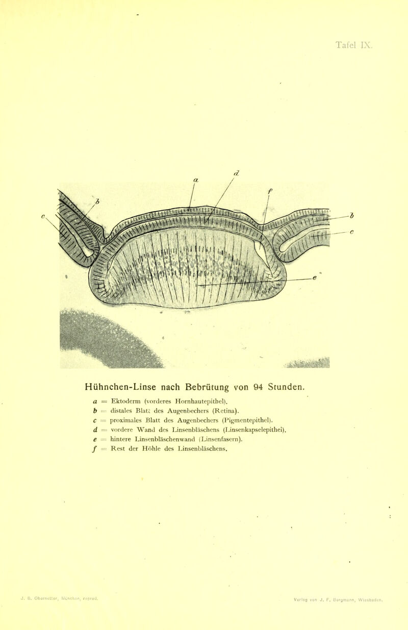 Hühnchen-Linse nach Bebrütung von 94 Stunden. a = Ektoderm (vorderes Hornhautepitbel). h =-- distales Blatt des Augenbechers (Retina). C = proximales Blatt des Augenbechers (Pigmentepithel). d — vordere Wand des Linsenbläschens (Linsenkapselepithei). e = hintere Linsenbläschenwand (Linsenfasern). f = Rest der Höhle des Linsenbläschens.
