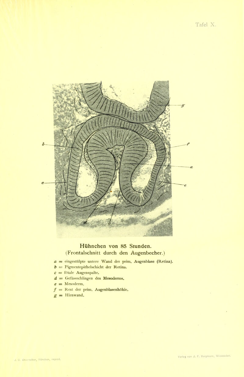 Hühnchen von 85 Stunden. (Frontalschnitt durch den Augenbecher.) a = eingestülpte untere Wand der prinx. Augenblase (Retina). b = Pigmentepithelscliicht der Retina. C = fötale Augenspalte. d = Gefässschlingen des Mesoderms. e = Mesoderm. / = Rest der prim. AugenblasenhöMe. £^ — Hirnwand.