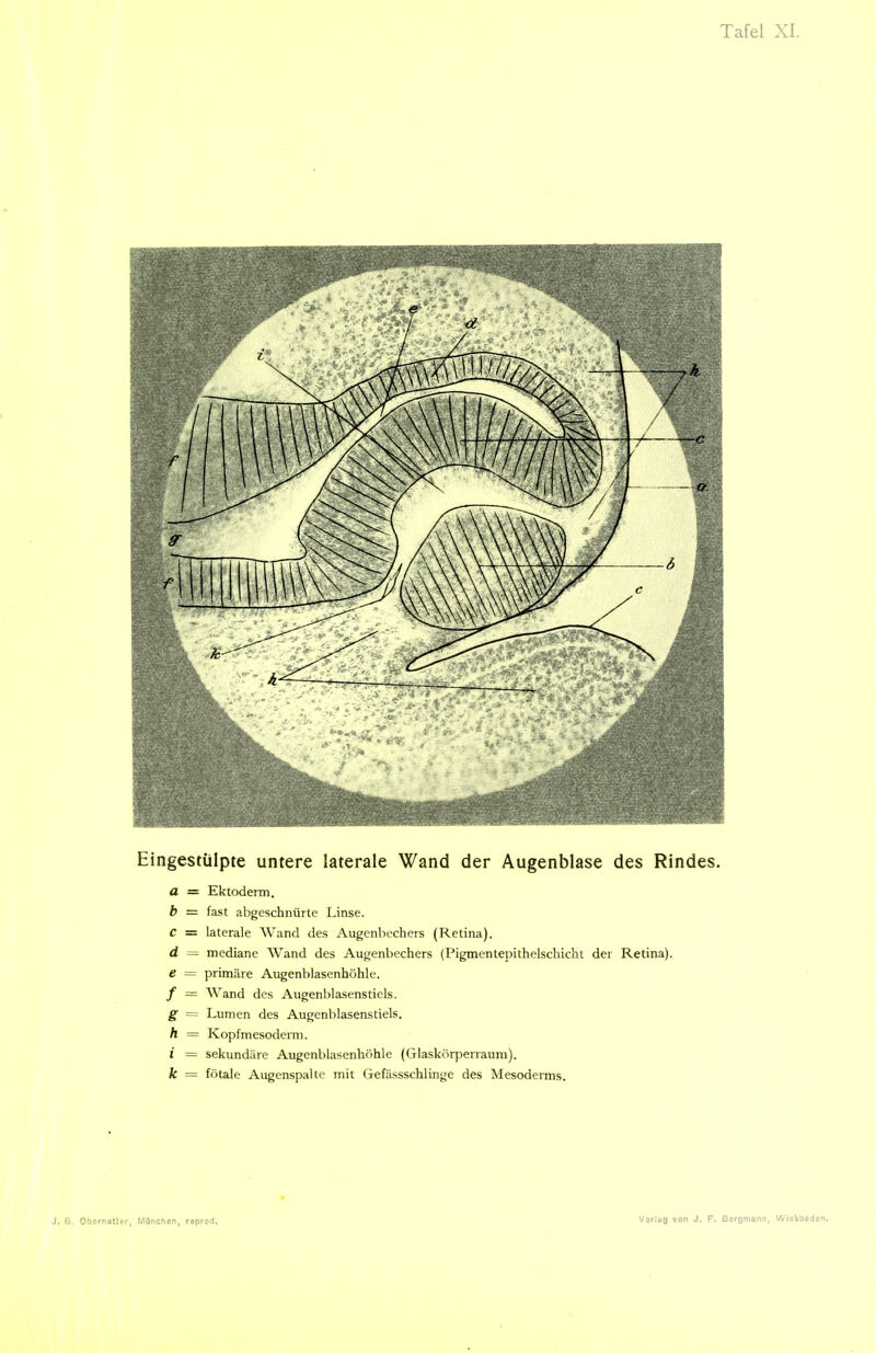 Eingestülpte untere laterale Wand der Augenblase des Rindes. a = Ektoderm. b = fast abgeschnürte Linse. C = laterale Wand des Augenbechers (Retina). d = mediane Wand des Augenbechers (Pigmentepithelschicht der Retina). e = primäre Augenhlasenhöhle. / = Wand des Augenblasenstiels. g = Lumen des Augenblasenstiels. h = Kopfmesoderm. i = sekundäre Augenblasenhöhle (Glaskörperraum). k = fötale Augenspalte mit Gefässschlinge des Mesoderms.