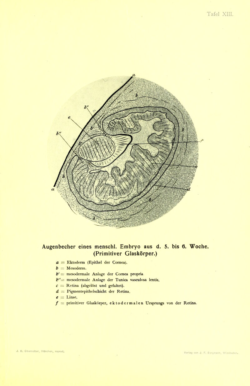 Augenbecher eines menschl. Embryo aus d. 5. bis 6. Woche. (Primitiver Glaskörper.) a = Ektoderm (Epithel der Cornea). b — Mesoderni. h' — mesodermale Anlage der Cornea propria b— mesodermale Anlage der Tunica vasculosa lentis. C = Retina (abgelöst und gefaltet). d = Pigmentepithelschicht der Retina. e — Linse. / = primitiver Glaskörper, ektodermalen Ursprungs von der Retina. J. B. Obernotier, r^Onchen, roprod.
