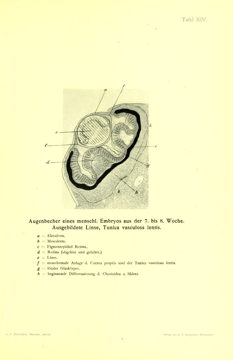 Augenbecher eines menschl. Embryos aus der 7. bis 8. Woche. Ausgebildete Linse, Tunica vasculosa lentis. a = Ektoderm. b — Mesoderm. C — Pigmentepithel Retina. d — Retina (abgelöst und gefaltet.) e = Linse. / = mesodermale Anlage d. Cornea propria und der Tunica vasculosa lentis. g — fötaler Glaskörper. h ^ beginnende Differenzierung d. Chorioidea u. Sklera.