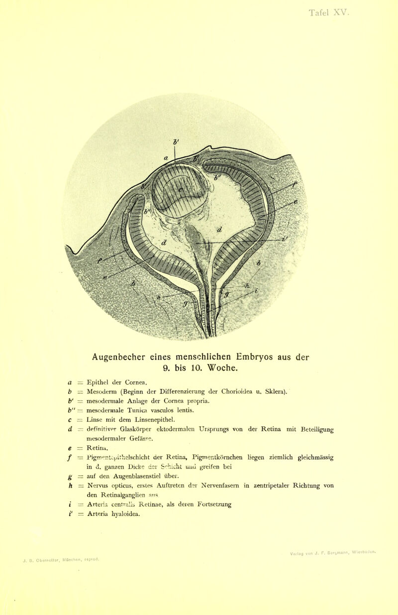 V Augenbecher eines menschlichen Embryos aus der 9. bis 10. Woche. a — Epithel der Cornea. b ~ Mesoderm (Beginn der Differenziening der Chorioidea u. Sklera). h' ~ mesodermale Anlage der Cornea propria. h = mesoderinale Tuniia. vasculos lentis. C = Linse mit dem Linsenepithel. d — definitiver Glaskörper ektodermalcn Ursprungs von der Retina mit Beteiligung mesodermaler Gefässe. e = Retina. / — i:'ignT=T.tcpithelschicht der Retina, Pigmeritkömchen liegen ziemlich gleichmässig in d. ganzen Dicke der Schicht und greifen bei g = auf den Augenblasenstiel über. h = Nervus opticus, erstes Auftreten der Nervenfasern in zentripetaler Richtung von den Retinalganglien ( = Arten:! centralis, Retinae, als deren Fortsetzung i' — Arteria hyaloidea. J. B. Cbornoltor, Münclicin, rcptoJ.