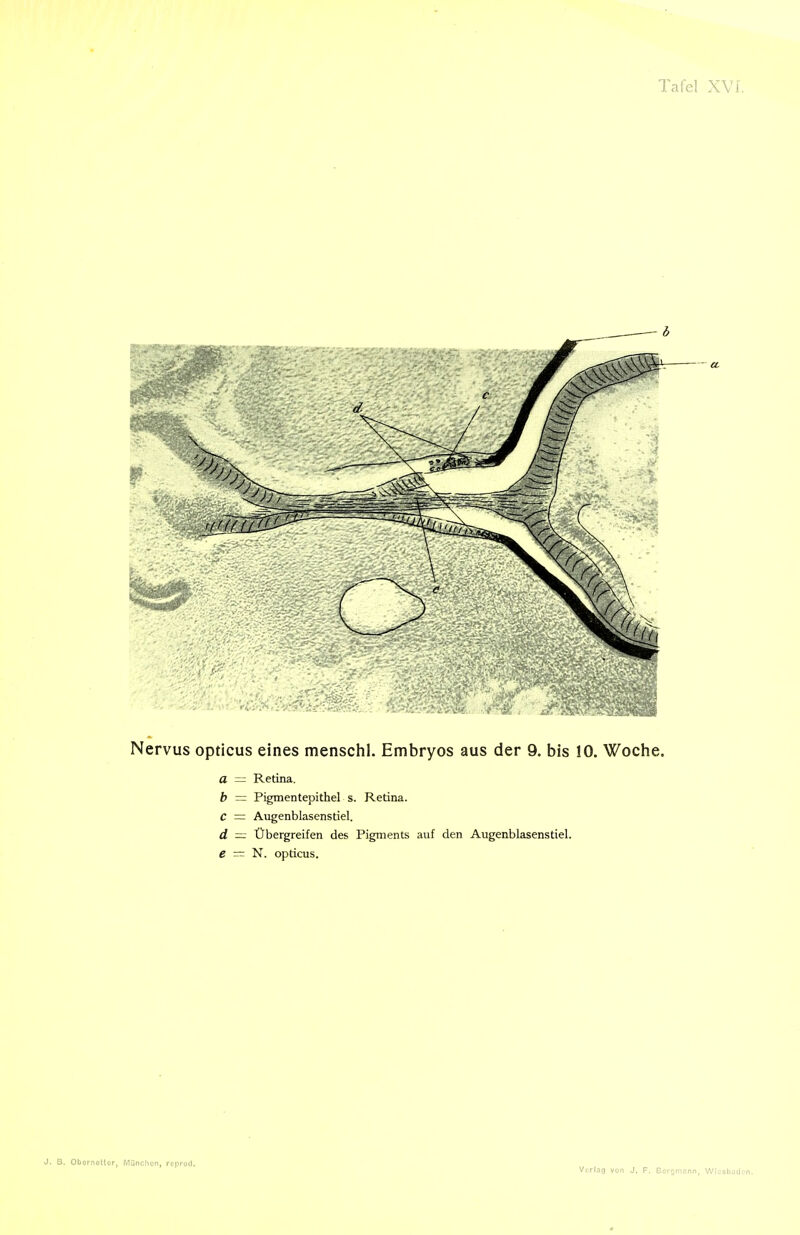 Nervus opticus eines menschl. Embryos aus der 9. bis 10. Woche. a — Retina. b = Pigmentepithel s. Retina. C = Augenblasenstiel. d — Übergreifen des Pigments auf den Augenblasenstiel. e — N. opticus. J. B. Obornotlor, München, reprod.