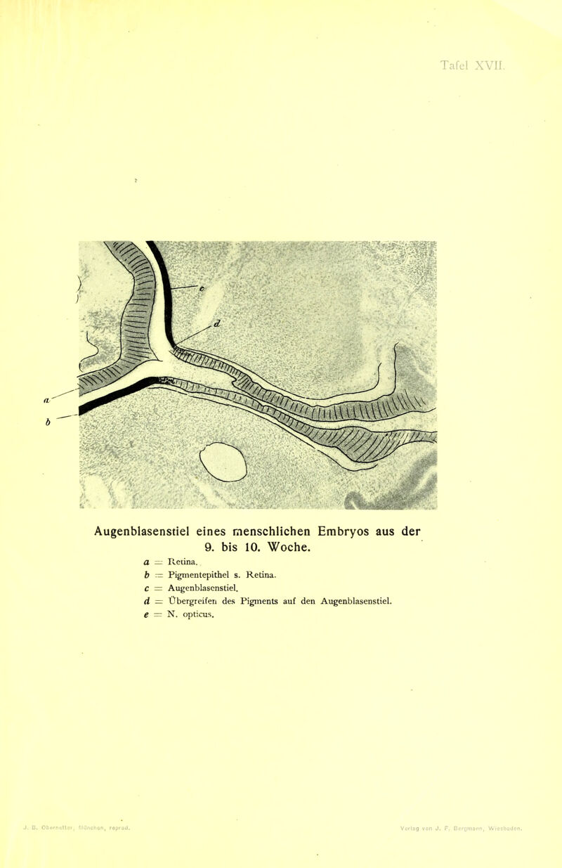Augenblasenstiel eines menschlichen Embryos aus der 9. bis 10. Woche. a — R.eüna. b — Pigmentepithel s. Retina. C = Augenblasenstiel. d — Übergreifen des Pigments auf den Augenblasenstiel. e = N. opticus.