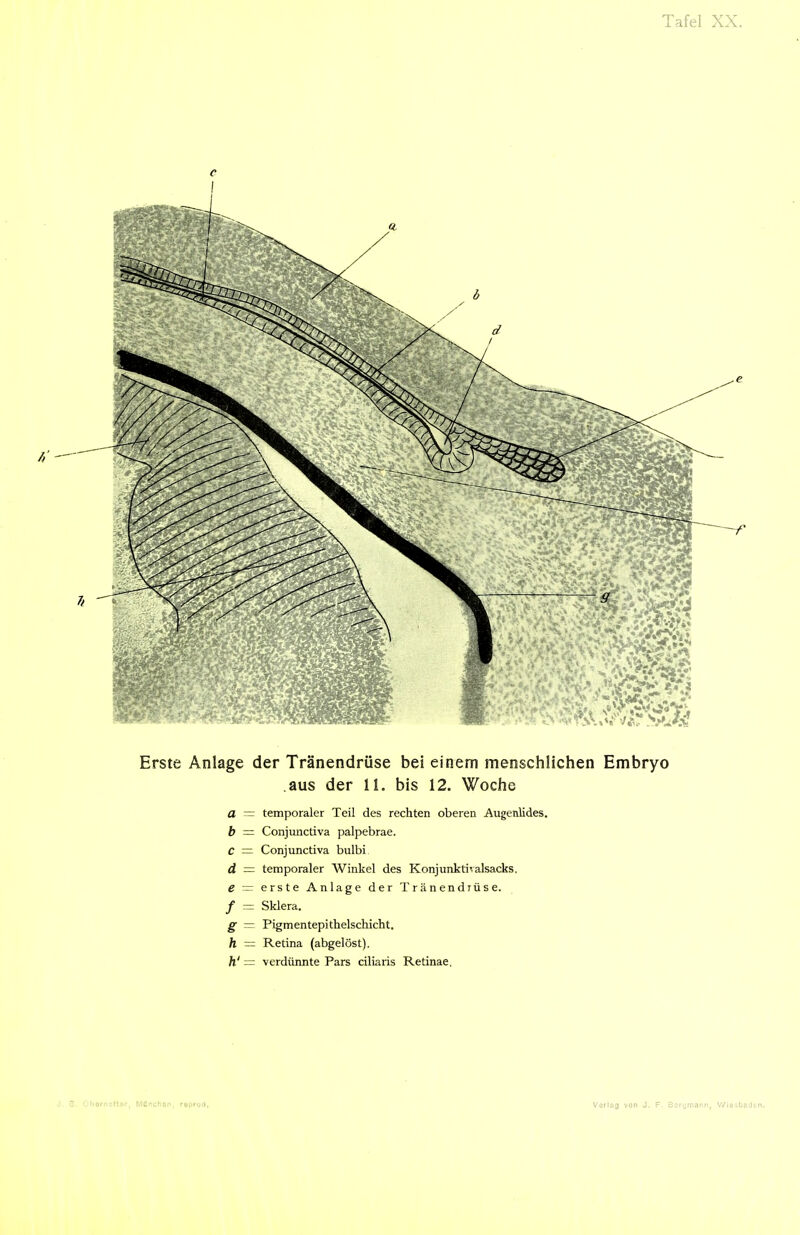 Erste Anlage der Tränendrüse bei einem menschlichen Embryo aus der 11. bis 12. Woche a = temporaler Teil des rechten oberen Augenlides. h = Conjmictiva palpebrae. C — Conjunctiva bulbi d = temporaler Winkel des Konjunktivalsacks. e ~ erste Anlage der Tränendrüse. f — Sklera. g — Pigmentepithelschicht. h = Retina (abgelöst). h' — verdüimte Pars ciliaris Retinae.