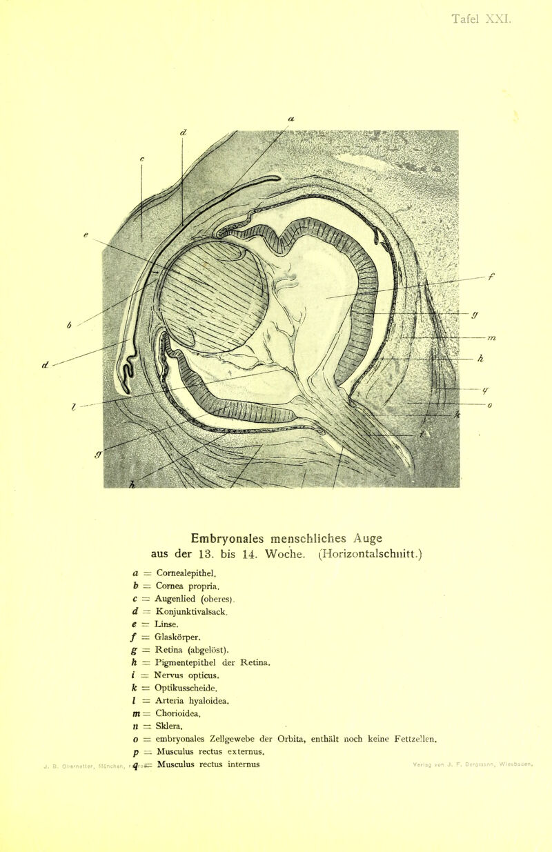 Embryonales menschliches Auge aus der 13. bis 14. Woche. (Horizontalschnitt.) a = Comealepithel. b — Cornea propria, C = Augenlied (oberes). d = Konjunktivalsack, e = Linse. f — Glaskörper. g — Retina (abgelost). h = Pigmentepithel der Retina. i = Nervus opticus. fc = Optikusscheide. / = Arteria hyaloidea. m = Chorioidea. n Sklera. 0 = embryonales Zellgewebe der Orbita, enthält noch keine Fettzellen, p = Musculus rectus extemus. J, B. Obfnetler, MOnchen, ri<Ii ,S= MuSCuluS reCtUS intemUS VeHaa V