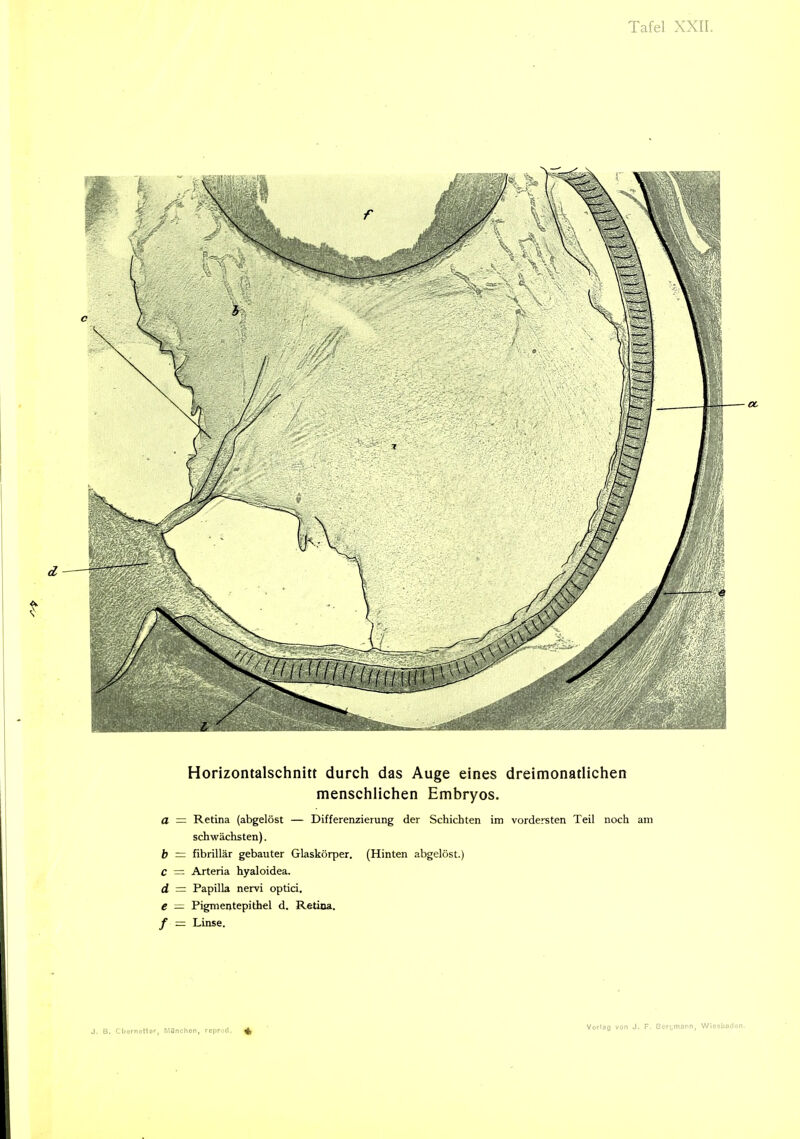 Horizontalschnitt durcli das Auge eines dreimonatlichen menschlichen Embryos. a = Retina (abgelöst — Differenzierung der Schichten im vordersten Teil noch am schwächsten). b = fibrillär gebauter Glaskörper. (Hinten abgelöst.) C — Arteria hyaloidea. d = Papilla nervi optici. e — Pigmentepithel d. Retina. / = Linse.