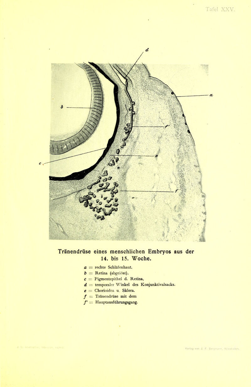 Tränendrüse eines menschlichen Embryos aus der 14. bis 15. Woche. a — rechte Schläfeahaut. b - Retina (abgelöst). c = Pigmentepithel d. Retina. d = temporaler Winkel des Konjunktivalsacks. e = Chorioidea u. Sklera. f = Tränendrüse mit dem Hauptausfühnmgsgang.