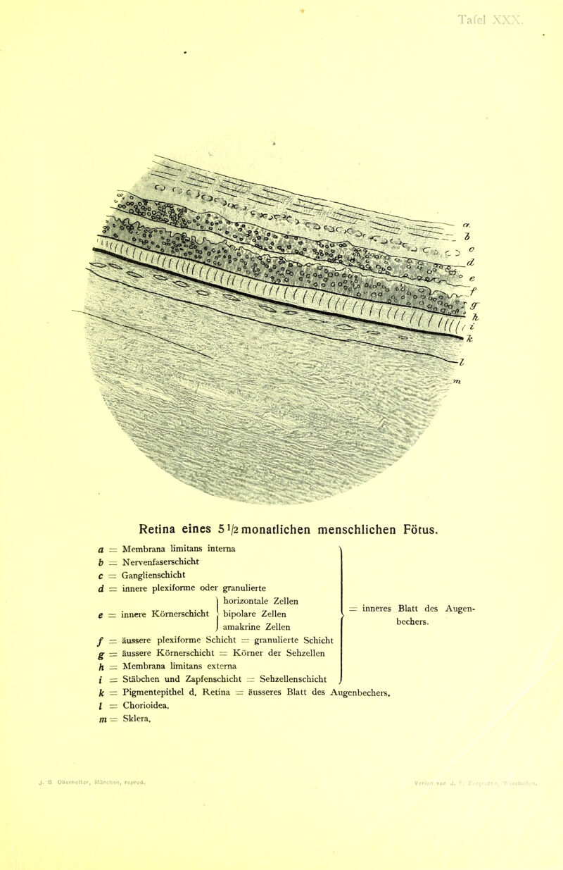 Retina eines 51/2 monatlichen menschlichen Fötus. a — Membrana limitans interna b = Nervenfaserschicht C = Ganglienschicht d = innere plexiforme oder granulierte j horizontale Zellen e — innere Kömerschicht bipolare Zellen J amakrine Zellen f — äussere plexiforme Schicht = granulierte Schicht g ■=. äussere Kömerschicht = Körner der Sehzellen h = Membrana hmitans externa i = Stäbchen und Zapfenschicht — Sehzellenschicht fc = Pigmentepithel d. Retina — äusseres Blatt des Augenbechers, l — Chorioidea. m = Sklera. inneres Blatt des Augen- bechers. J. B Obornottcr, Marchoii, rcprud. Vcri.in von J. F, 1: .-rcMfri, V.',0£butljn.