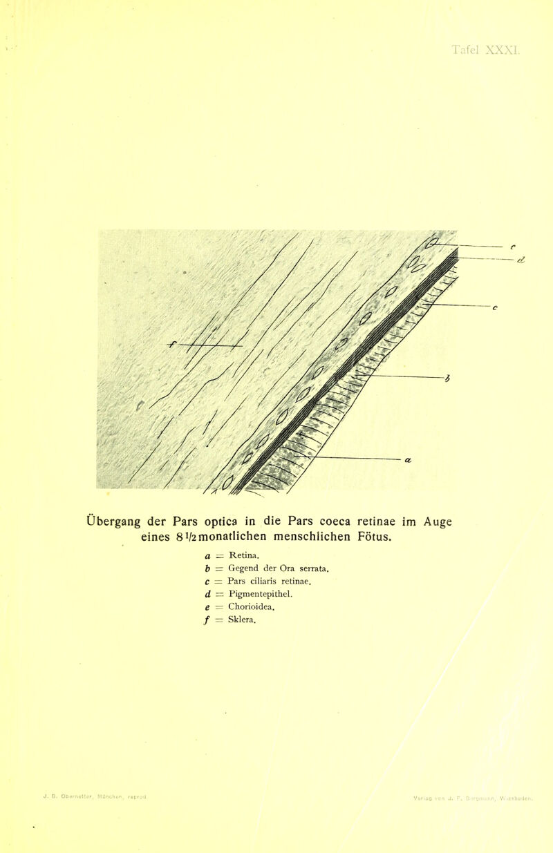 Übergang der Pars optica in die Pars coeca retinae im Auge eines 8 V2 monatlichen menschlichen Fötus. a — Retina. b = Gegend der Ora serrata. C — Pars ciliaris retinae. d — Pigmentepithel. e = Chorioidea. / = Sklera. J. B. OberrioUor, Münchü, repro'i Voriog vcfi J. r. S-rgmann, WiCsbaJen.