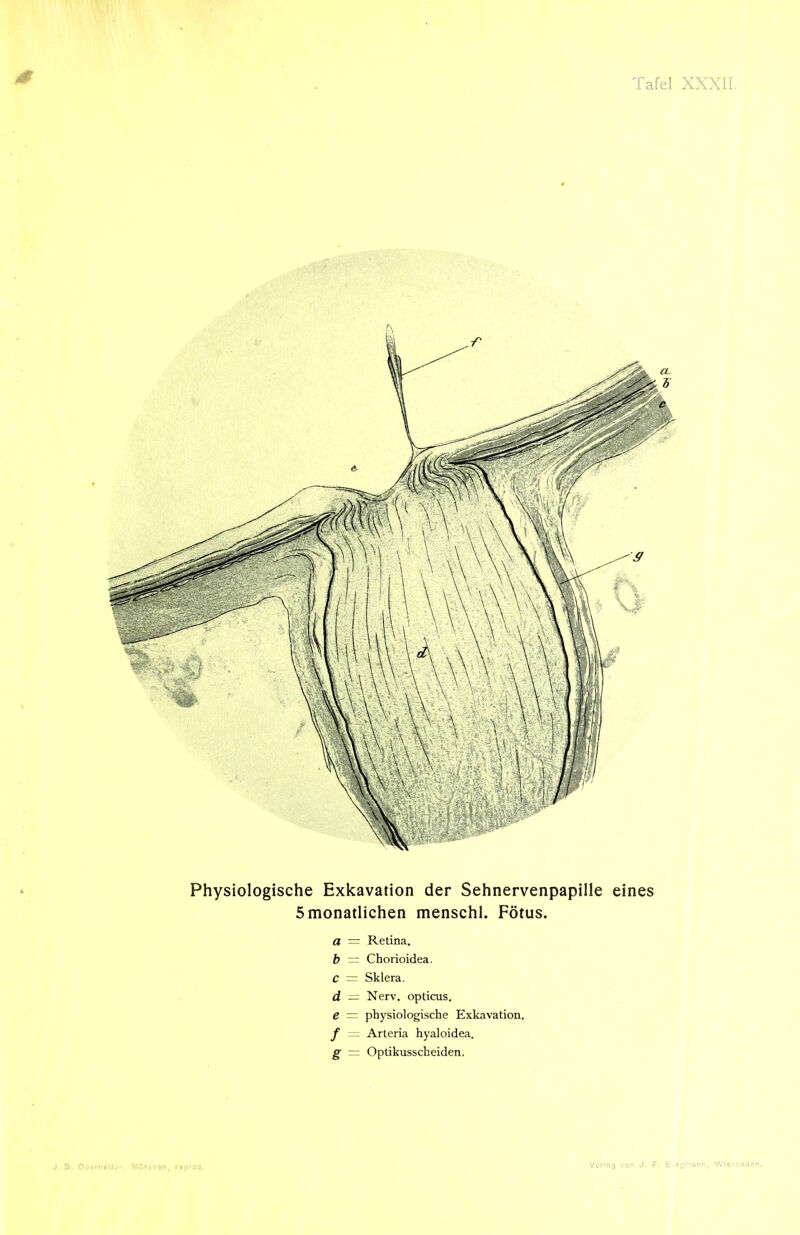 0 Physiologische Exkavation der Sehnervenpapille eines 5 monatlichen menschl. Fötus. a ~ Retina. b — Chorioidea. C = Sklera. d — Nerv, opticus. e — physiologische Exkavation. / = Arteria hyaloidea. g — Optikusscheiden.