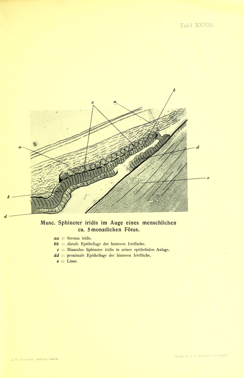 h Muse. Sphincter iridis im Auge eines menschlichen ca. 5 monatlichen Fötus. aa = Stroma iridis. hh ~ distale Epithellage der hinteren Irisfläche. C — Musculus Sphincter iridis in seiner epithelialen Anlage. dd = proximale Epithellage der hinteren Irisfläche. e — Linse. J. B, Ctornoilf, e/iünchen, reprod, Vcriao voo J. F. Ber!,msr.n, v.'ioladcr.