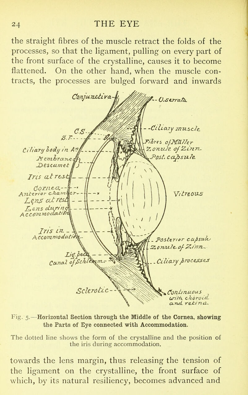 the straight fibres of the muscle retract the folds of the processes, so that the ligament, pulling on every part of the front surface of the crystalline, causes it to become flattened. On the other hand, when the muscle con- tracts, the processes are bulged forward and inwards C(fia.rtjlo6Lij in A Ins resell— L^n^ cttres. JI&71S dnr/n ACCOJJlMOcLcLti jr/s i7t - Accomn^odctti Poster/or ca^sult^ .. Cclia-ry Jbroce^^e^ Cont/Truous un'Hi. choroLci Fig. 5.—Horizontal Section through the Middle of the Cornea, showing the Parts of Eye connected with Accommodation. The dotted line shows the form of the crystalline and the position of the iris during accommodation. towards the lens margin, thus releasing the tension of the ligament on the crystalline, the front surface of which, by its natural resiliency, becomes advanced and