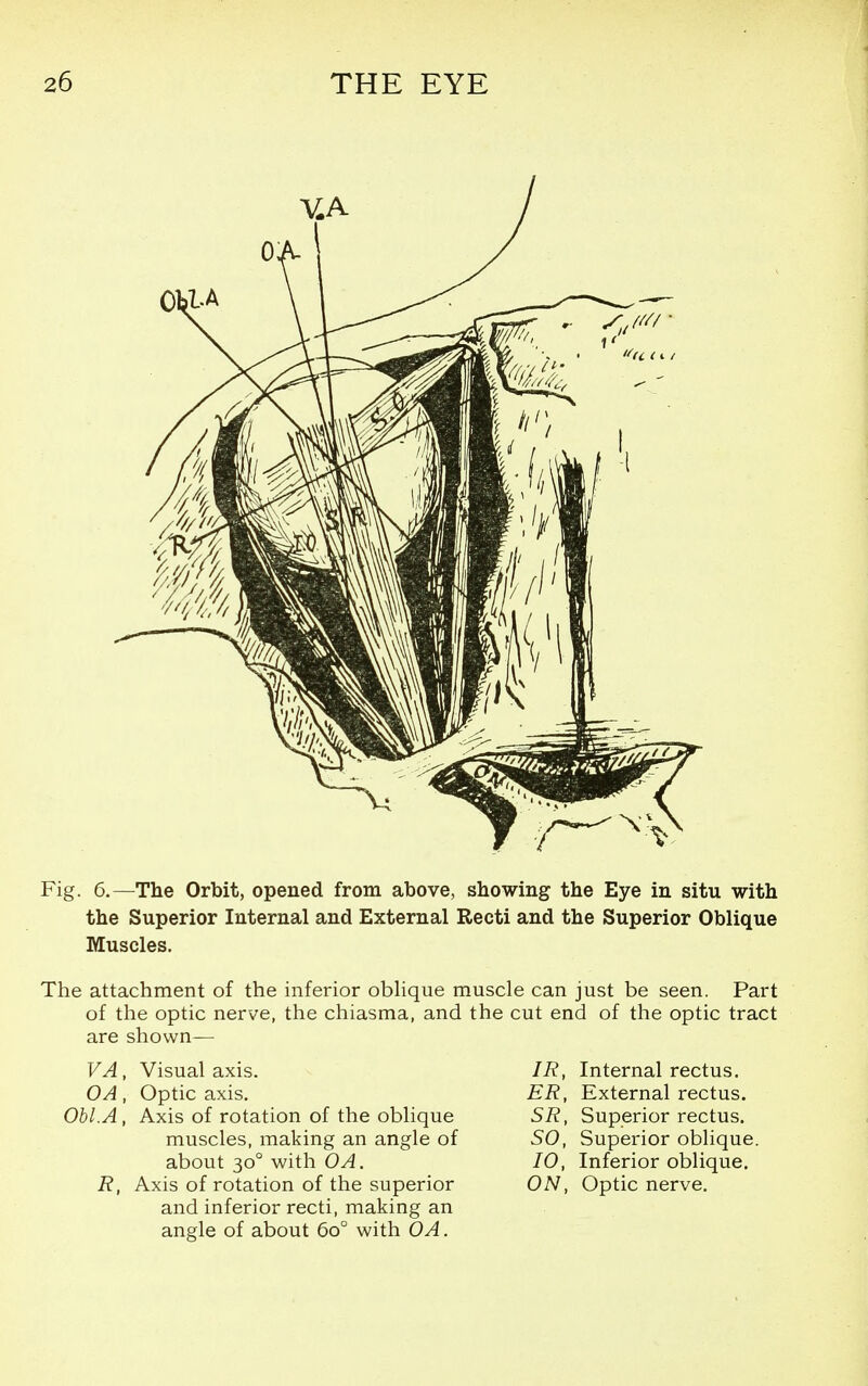 Fig. 6.—The Orbit, opened from above, showing the Eye in situ with the Superior Internal and External Recti and the Superior Oblique Muscles. The attachment of the inferior oblique muscle can just be seen. Part of the optic nerve, the chiasma, and the cut end of the optic tract are shown— VA, Visual axis. IR, Internal rectus. OA, Optic axis. ER, External rectus. Obi.A, Axis of rotation of the oblique SR, Superior rectus. muscles, making an angle of SO, Superior oblique, about 30° with OA. 10, Inferior oblique. R, Axis of rotation of the superior ON, Optic nerve, and inferior recti, making an angle of about 60° with OA.