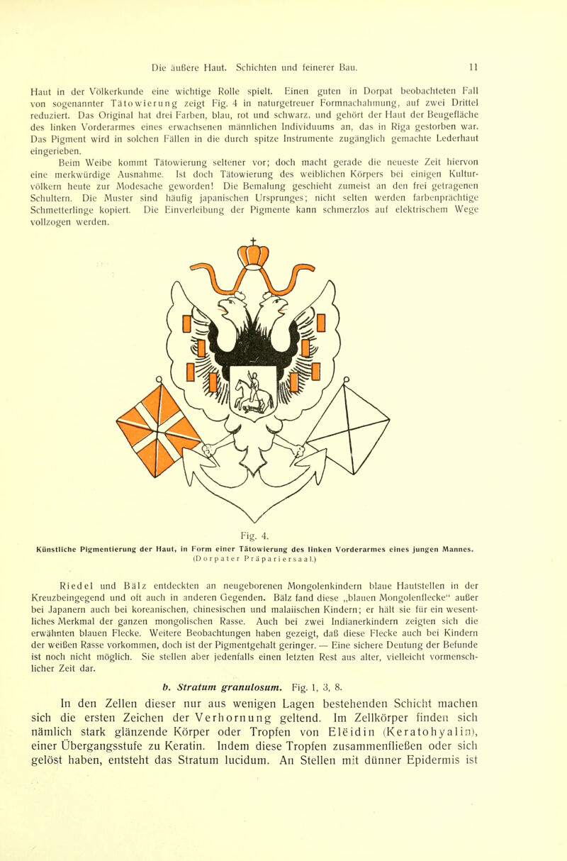 Haut in der Völkerkunde eine wichtige Rolle spielt. Einen guten in Dorpat beobachteten Fall von sogenannter Tätowierung zeigt Fig. 4 in naturgetreuer Formnachahmung, auf zwei Drittel reduziert. Das Original hat drei Farben, blau, rot und schwarz, und gehört der Haut der Beugefläche des linken Vorderarmes eines erwachsenen männlichen Individuums an, das in Riga gestorben war. Das Pigment wird in solchen Fällen in die durch spitze Instrumente zugänglich gemachte Lederhaut eingerieben. Beim Weibe kommt Tätowierung seltener vor; doch macht gerade die neueste Zeit hiervon eine merkwürdige Ausnahme. Ist doch Tätowierung des weiblichen Körpers bei einigen Kultur- völkern heute zur Modesache geworden! Die Bemalung geschieht zumeist an den frei getragenen Schultern. Die Muster sind häufig japanischen Ursprunges; nicht selten werden farbenprächtige Schmetterlinge kopiert. Die Einverleibung der Pigmente kann schmerzlos auf elektrischem Wege vollzogen werden. Fig. 4. Künstliche Pigmentierung der Haut, in Form einer Tätowierung des linlten Vorderarmes eines jungen Mannes. (Dorpater Präpariersaal.) Riedel und Bälz entdeckten an neugeborenen Mongolenkindern blaue Hautstellen in der Kreuzbeingegend und oft auch in anderen Gegenden. Bälz fand diese „blauen Mongolenflecke außer bei Japanern auch bei koreanischen, chinesischen und malaiischen Kindern; er hält sie für ein wesent- liches Merkmal der ganzen mongolischen Rasse. Auch bei zwei Indianerkindern zeigten sich die erwähnten blauen Flecke. Weitere Beobachtungen haben gezeigt, daß diese Flecke auch bei Kindern der weißen Rasse vorkommen, doch ist der Pigmentgehalt geringer. — Eine sichere Deutung der Befunde ist noch nicht möglich. Sie stellen aber jedenfalls einen letzten Rest aus alter, vielleicht vormensch- licher Zeit dar. b. Stratum granulosum. Fig. 1, 3, 8. In den Zellen dieser nur aus wenigen Lagen bestehenden Schicht machen sich die ersten Zeichen der Verhornung geltend. Im Zellkörper tinden sich nämlich stark glänzende Körper oder Tropfen von Eleidin (Keratohyalirs), einer Übergangsstufe zu Keratin. Indem diese Tropfen zusammenfließen oder sich gelöst haben, entsteht das Stratum lucidum. An Stellen mit dünner Epidermis ist