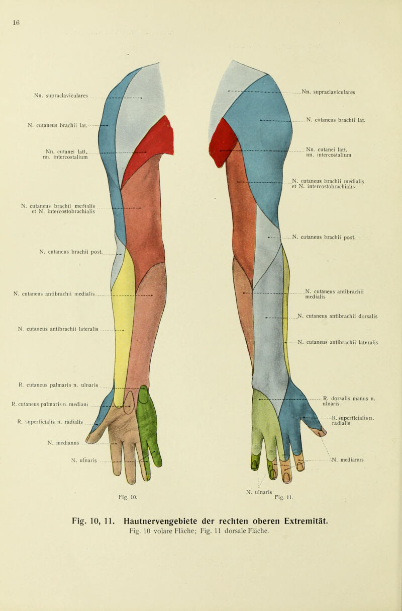 Nn. supraclaviciilares N. cutaneus brachii lat. Nn. cutanei latt. nn. intercostalium N. cutaneus brachii meciialis _ et N. intercostobrachialis N. cutaneus brachii post. N. cutaneus antibrachii inedialis. N cutaneus antibrachii lateralis R. cutaneus palmaris n. uln R. cutaneus palmaris n. mediani R. superficialis n. radialis N. medianus -. N. ufnaris Nn. supraclaviculares N. cutaneus brachii lat. Nn. cutanei latt. nn. intercostalium N. cutaneus brachii medialis et N. intercostobrachialis N. cutaneus brachii post. N. cutaneus antibrachii medialis N. cutaneus antibrachii dorsalis N. cutaneus antibrachii lateralis . dorsalis manus n. naris R. superficialis n. radialis .N. medianus Fig. 10. N. ulnaris Fig. 11. Fig. 10, 11. Hautnervengebiete der rechten oberen Extremität. Fig. 10 volare Fläche; Fig. 11 dorsale Fläche.