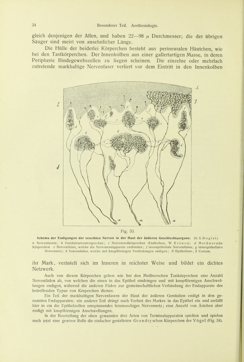 gleich denjenigen der Affen, und haben 22—98 /n Durchmesser; die der übrigen Säuger sind meist von ansehnlicher Länge. Die Hülle der beiderlei Körperchen besteht aus perineuralen Häutchen, wie bei den Tastkörperchen. Der Innenkolben aus einer gallertartigen Masse, in deren Peripherie Bindegewebszellen zu liegen scheinen. Die einzelne oder mehrfach zutretende markhaltige Nervenfaser verliert vor dem Eintritt in den Innenkolben Fig. 33. Schema der Endigungen der sensiblen Nerven in der Haut der äußeren Geschlechtsorgane. (A. S. Dogiel) a Nervenfasern; b Genitalnervenkörperchen; c Nervenendkörperchen (Endkolben, W.Krause); d M ei ßn ersehe Körperchen e Nervenfäden, welche die Nervenendapparate verbinden; / interepitheliale Nervenfäden; g interepitheliales Nervennetz; /; Nervenfäden, welche mit knopfförmigen Verdickungen endigen; TV Epitheliurn ; 5 Corium. ihr Mark, verästelt sich im Inneren in reichster Weise und bildet ein dichtes Netzwerk. Auch von diesen Körperchen gehen wie bei den Meißnerschen Tastkörperchen eine Anzahl Nervenfäden ab, von welchen die einen in das Epithel eindringen und mit knopfförmigen Anschwel- lungen endigen, während die anderen Fäden zur gemeinschaftlichen Verbindung der Endapparate des betreffenden Typus von Körperchen dienen. Ein Teil der markhaltigen Nervenfasern der Haut der äußeren Genitalien endigt in den ge- nannten Endapparaten; ein anderer Teil dringt nach Verlust des Markes in das Epithel ein und zerfällt hier in ein die Epitlielzellen umspinnendes feinmaschiges Nervennetz; eine Anzahl von Ästchen aber endigt mit knopfförmigen Anschwellungen. In der Beurteilung der oben genannten drei Arten von Terminalapparaten spiehen und spielen noch jetzt eine gewisse Rolle die einfacher gestalteten Grandryschen Körperchen der Vögel (Fig. 34).