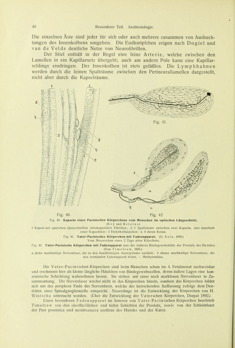 Die einzelnen Äste sind jeder für sich oder aucli mehrere zusammen von Ausbuch- tungen des Innenkolbens umgeben. Die Endknöpfchen zeigen nach Dogiel und van de Velde deutliche Netze von Neurofibrillen. Der Stiel enthält in der Regel eine feine Arterie, welche zwischen den Lamellen in ein Kapillarnetz übergeht; auch am andern Pole kann eine Kapillar- schlinge eindringen. Der Innenkolben ist stets gefäßlos. Die Lymphbahnen werden durch die feinen Spalträume zwischen den Perineurallamellen dargestellt, nicht aber durch die Kapselräume. Fig. 40. Fig. 42. Fig. 40. Kapseln eines Pacinischen Körperchens vom Mensclien im optischen Längsschnitt. (Key und R e t z i u s.) 1 Kapsel mit optischen Querschnitten intral<apsulärer Fibrillen ; 2, 2 Spalträume zwischen zwei Kapseln, also innerhalb einer Kapsellinie; 3 Endothelhäutchen ; 4, 4 deren Kerne. Fig. 41. Vater-Pacinisches Körperchen mit Fadenapparat. (G. Sala, 1899.) Vom Mcsorectum eines 2 Tage alten Kätzchens. Fig. 42. Vater-Pacinische Körperchen mit Fadenapparat (aus der äußeren Bindegewebshülle der Prostata des Hundes) (Von T i m 0 f e e w, 1895.) a dicke markhaltige Nervenfaser, die in den bandförmigen Axenzylinder ausläuft; b dünne markhaltige Nervenfaser, die den terminalen Fadenapparat bildet. — Methylenblau. Die Vater-Pacinischen Körperchen sind beim Menschen schon im 4. Fetalmonat nachweisbar und erscheinen hier als kleine längliche Häufchen von Bindegewebszellen, deren äußere Lagen eine kon- zentrische Schichtung wahrnehmen lassen. Sie stehen mit einer noch marklosen Nervenfaser in Zu- sammenhang. Die Nervenfaser wächst nicht in das Körperchen hinein, sondern das Körperchen bildet sich um das periphere Ende der Nervenfaser, welche der herrschenden Auffassung zufolge dem Den- driten einer Spinalganglienzelle entspricht. Neuerdings ist die Entwicklung der Körperchen von H. Wintscha untersucht worden. (Über die Entwicklung der Vaterschen Körperchen, Dorpat 1892.1 Einen besonderen Fadenapparat im Inneren von Vater-Pacinischen Körperchen beschrieb Timofeew von den oberflächlichen und tiefen Schichten der Prostata, sowie von der Schleimhaut der Pars prostatica und membranacea urethrae des Hundes und der Katze.