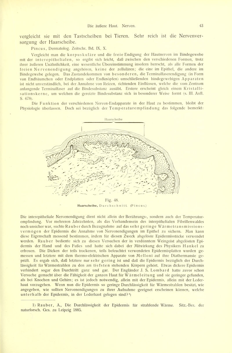 vergleicht sie mit den Tastscheiben bei Tieren. Sehr reich ist die Nervenver- sorgung der Haarscheibe. Pineas, Dermatolog. Zeitschr. Bd. IX, X. Vergleicht man die korpusi<uläre und die freie Endigung der Hautnerven im Bindegewebe mit der interepithelialen, so ergibt sich leicht, daß zwischen den verschiedenen Formen, trotz ihrer äußeren Unähnlichkeit, eine wesentliche Übereinstimmung insofern herrscht, als alle Formen der freien Nervenendigung angehören, keine der zellulären; die eine im Epithel, die andere im Bindegewebe gelegen. Das Zustandekommen von besonderen, die Terminalfaserendigung (in Form von Fndbäumchen oder Endplatten oder Endknöpfen) umschließenden bindegewebigen Apparaten ist nicht unverständlich, bei der Annahme von Reizen, richtenden Einflüssen, welche die vom Zentrum anlangende Terminalfaser auf die Bindesubstanz ausübt. Erstere erscheint gleich einem Kristalli- sationskerne, um welchen die gereizte Bindesubstanz sich in besonderer Weise formt (s. III. Aufl. S. 678). Die Funktion der verschiedenen Nerven-Endapparate in der Haut zu bestimmen, bleibt der Physiologie überlassen. Doch sei bezüglich der Temperaturempfindung das folgende bemerkt: Haurscheibe Haarscheibe, Durchschnitt. (P i n c u s.) Die interepitheliale Nervenendigung dient nicht allein der Berührungs-, sondern auch der Temperatur- empfindung. Vor mehreren Jahrzehnten, als das Vorhandensein des interpithelialen Fibrillenwaldes noch unsicher war, suchte Rauber durch Bezugnahme auf das sehr geringe Wärmetransmissions- vermögen der Epidermis die Annahme von Nervenendigungen im Epithel zu sichern. Man kann diese Eigenschaft messend bestimmen, indem für diesen Zweck abgelöste Epidermisstücke verwendet werden. Raub er bediente sich zu diesen Versuchen der in verdünntem Weingeist abgelösten Epi- dermis der Hand und des Fußes und hatte sich dabei der Mitwirkung des Physikers Hankel zu erfreuen. Die Dicken der teils trockenen, teils befeuchtet verwendeten Epidermisplatten wurden ge- messen und letztere mit dem thermo-elektrischen Apparate von Melloni auf ihre Diathermansie ge- prüft. Es ergab sich, daß letztere nur sehr gering ist und daß die Epidermis bezüglich der Durch- lässigkeit für Wärmestrahlen zu den am tiefsten stehenden Körpern gehört. Etwas dickere Epidermis verhindert sogar den Durchtritt ganz und gar. Der Engländer J. S. Lombard hatte zuvor schon Versuche gemacht über die Fähigkeit der ganzen Haut für Wärmeleitung und sie geringer gefunden, als bei Knochen und Gehirn; es ist jedoch notwendig, allein mit der Epidermis, allein mit der Leder- haut vorzugehen. Wenn nun die Epidermis so geringe Durchlässigkeit für Wärmestrahlen besitzt, wie angegeben, wie sollten Nervenendigungen zu ihrer Aufnahme geeignet erscheinen können, welche unterhalb der Epidermis, in der Lederhaut gelegen sind?') 1) Rauber, A., Die Durchlässigkeit der Epidermis für strahlende Wärme. Sitz.-Ber. der naturforsch. Ges. zu Leipzig 1885.