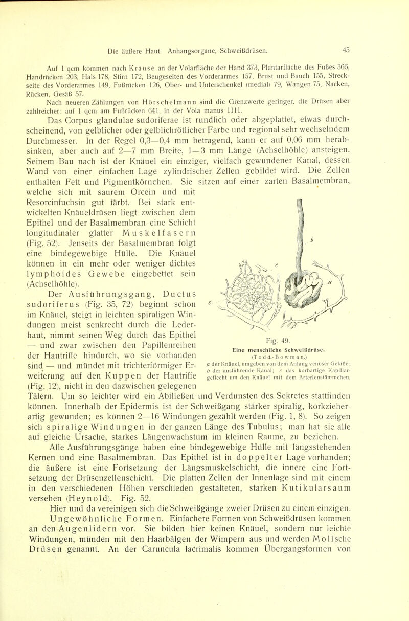 Auf 1 qcm kommen nach Krause an der Volarfläche der Hand 373, Piantarfläche des Fußes 366, Handrüci<en 203, Hals 178, Stirn 172, Beugeseiten des Vorderarmes 157, Brust und Bauch 155, Streck- seite des Vorderarmes 149, Fußrücken 126, Ober- und Unterschenkel (medial) 79, Wangen 75, Nacken, Rücken, Gesäß 57. Nach neueren Zählungen von Hörschelmann sind die Grenzwerte geringer, die Drüsen aber zahlreicher: auf 1 qcm am Fußrücken 641, in der Vola manus 1111. Das Corpus glandulae sudoriferae ist rundlich oder abgeplattet, etwas durch- scheinend, von gelblicher oder gelblichrötlicher Farbe und regional sehr wechselndem Durchmesser. In der Regel 0,3—0,4 mm betragend, kann er auf 0,06 mm herab- sinken, aber auch auf 2—7 mm Breite, 1 — 3 mm Länge (Achselhöhle) ansteigen. Seinem Bau nach ist der Knäuel ein einziger, vielfach gewundener Kanal, dessen Wand von einer einfachen Lage zylindrischer Zellen gebildet wird. Die Zellen enthalten Fett und Pigmentkörnchen. Sie sitzen auf einer zarten Basalmembran, welche sich mit saurem Orcein und mit Resorcinfuchsin gut färbt. Bei stark ent- wickelten Knäueldrüsen liegt zwischen dem Epithel und der Basalmembran eine Schicht longitudinaler glatter Muskelfasern (Fig. 52). Jenseits der Basalmembran folgt eine bindegewebige Hülle. Die Knäuel können in ein mehr oder weniger dichtes lympholdes Gewebe eingebettet sein (Achselhöhle). Der Ausführungsgang, Ductus sudoriferus (Fig. 35, 72) beginnt schon im Knäuel, steigt in leichten spiraligen Win- dungen meist senkrecht durch die Leder- haut, nimmt seinen Weg durch das Epithel — und zwar zwischen den Papillenreihen der Hautriffe hindurch, wo sie vorhanden sind — und mündet mit trichterförmiger Er- weiterung auf den Kuppen der Hautriffe (Fig. 12), nicht in den dazwischen gelegenen Tälern. Um so leichter wird ein Abfließen und Verdunsten des Sekretes stattfinden können. Innerhalb der Epidermis ist der Schweißgang stärker spiralig, korkzieher- artig gewunden; es können 2—16 Windungen gezählt werden (Fig. 1, 8). So zeigen sich spiralige Windungen in der ganzen Länge desTubulus; man hat sie alle auf gleiche Ursache, starkes Längenwachstum im kleinen Räume, zu beziehen. Alle Ausführungsgänge haben eine bindegewebige Hülle mit längsstehenden Kernen und eine Basalmembran. Das Epithel ist in doppelter Lage vorhanden; die äußere ist eine Fortsetzung der Längsmuskelschicht, die innere eine Fort- setzung der Drüsenzellenschicht. Die platten Zellen der Innenlage sind mit einem in den verschiedenen Höhen verschieden gestalteten, starken Kutikularsaum versehen (Heynold). Fig. 52. Hier und da vereinigen sich die Schweißgänge zweier Drüsen zu einem einzigen. Ungewöhnliche Formen. Einfachere Formen von Schweißdrüsen kom.men an den Augenlidern vor. Sie bilden hier keinen Knäuel, sondern nur leichte Windungen, münden mit den Haarbälgen der Wimpern aus und werden Molische Drüsen genannt. An der Caruncula lacrimalis kommen llbergangsformen von Fig. 49. Eine menschliche Schweißdrüse. (T 0 d d,- B 0 w Ol a n.) a der Knäuel, umgeben von dem Anfang venöser Gefäße; b der ausführende Kanal; c das korbartige Kapillar- geflecht um den Knäuel mit dem Arterienstämmchen.