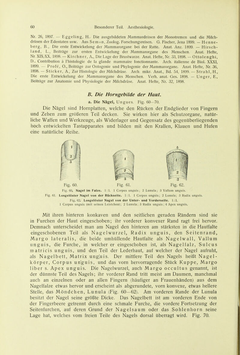 Nr. 26, 1897. — Eggeling, H.. Die ausgebildeten Mammardrüsen der Monotremcn und die Milch- drüsen der Edentaten usw. Aus Semon, Zoolog. Forschungsreisen. G. Fischer, Jena 1899. — Henne- berg, B., Die erste Entwickelung der Mammarorgane bei der Ratte. Anat. Anz. 1899. — Hirsch- land, L., Beiträge zur ersten Entwickelung der Mammarorgane des Menschen. Anat. Hefte, Nr,XIX/XX, 1898.— Kirchner, A., Die Lage der Brustwarze. Anat. Hefte, Nr. 33, 1898. — Ottolenghi, D.. Contribution ä l'histologie de la glande mammaire fonctionnante. Arch. italienne de Biol. XXXI, 1899. — Profe, O., Beiträge zur Ontogenie und Phylogenie der Mammarorgane. Anat. Hefte, Nr. 36, 1898. — Sticker, A., Zur Histologie der Milchdrüse. Arch. mikr. Anat., Bd. 54, 1899. — Strahl, H., Die erste Entwickelung der Mammarorgane des Menschen. Verh. anat. Ges. 1898. — Unger, E., Beiträge zur Anatomie und Physiologie der Milchdrüse. Anat. Hefte, Nr. 32, 1898. B. Die Horngebilde der Haut. a. Die Nägel, Ungues. Fig. 60—70. Die Nägel sind Hornplatten, welche den Rücken der Endglieder von Fingern und Zehen zum größeren Teil decken. Sie wirken hier als Schutzorgane, natür- liche Waffen und Werkzeuge, als Widerlager und Gegensatz des gegenüberliegenden hoch entwickelten Tastapparates und bilden mit den Krallen, Klauen und Hufen eine natürliche Reihe. Fig. 60. Fig. 61. Fig. 62. Fig. 60. Nagel im Falze. 1:1. 1 Corpus iinEUis; 2 Lunula; 3 Valium unguis. Fig. 61. Losgelöster Nagel von der Rückseite. 1:1. 1 Corpus unguis; 2 Lunula; 3 Radix unguis. Fig. 62.' Losgelöster Nagel von der Unter- und Vorderseite. 1; 1. 1 Corpus unguis (mit seinen Leistchen); 2 Lunula: 3 Radix unguis; 4 Apex unguis. Mit ihren hinteren konkaven und den seitlichen geraden Rändern sind sie in Furchen der Haut eingeschoben; ihr vorderer konvexer Rand ragt frei hervor. Demnach unterscheidet man am Nagel den hinteren am stärksten in die Hautfalte eingeschobenen Teil als Nagelwurzel, Radix unguis, den Seitenrand, Margo lateralis, die beide umhüllende Hautfalte als Nagelwall, Valium unguis, die Furche, in welcher er eingeschoben ist, als Nagelfalz, Sulcus matricis unguis, und den Teil der Lederhaut, auf welcher der Nagel aufruht, als Nagelbett, Matrix ungjuis. Der mittlere Teil des Nagels heißt Nagel- körper, Corpus unguis, und das vorn hervorragende Stück Kuppe, Margo Uber s. Apex unguis. Die Nagelwurzel, auch Margo occultus genannt, ist der dünnste Teil des Nagels; ihr vorderer Rand tritt meist am Daumen, manchmal auch an einzelnen oder an allen Fingern (häufiger an Frauenhänden) aus dem Nagelfalze etwas hervor und erscheint als abgerundete, vorn konvexe, etwas hellere Stelle, das Möndchen, Lunula (Fig. 60—62). Am vorderen Rande der Lunula besitzt der Nagel seine größte Dicke. Das Nagelbett ist am vorderen Ende von der Fingerbeere getrennt durch eine schmale Furche, die vordere Fortsetzung der Seitenfurchen, auf deren Grund der Nagelsaum oder das Sohlenhorn seine Lage hat, welches vom freien Teile des Nagels dorsal überragt wird. Fig. 70.