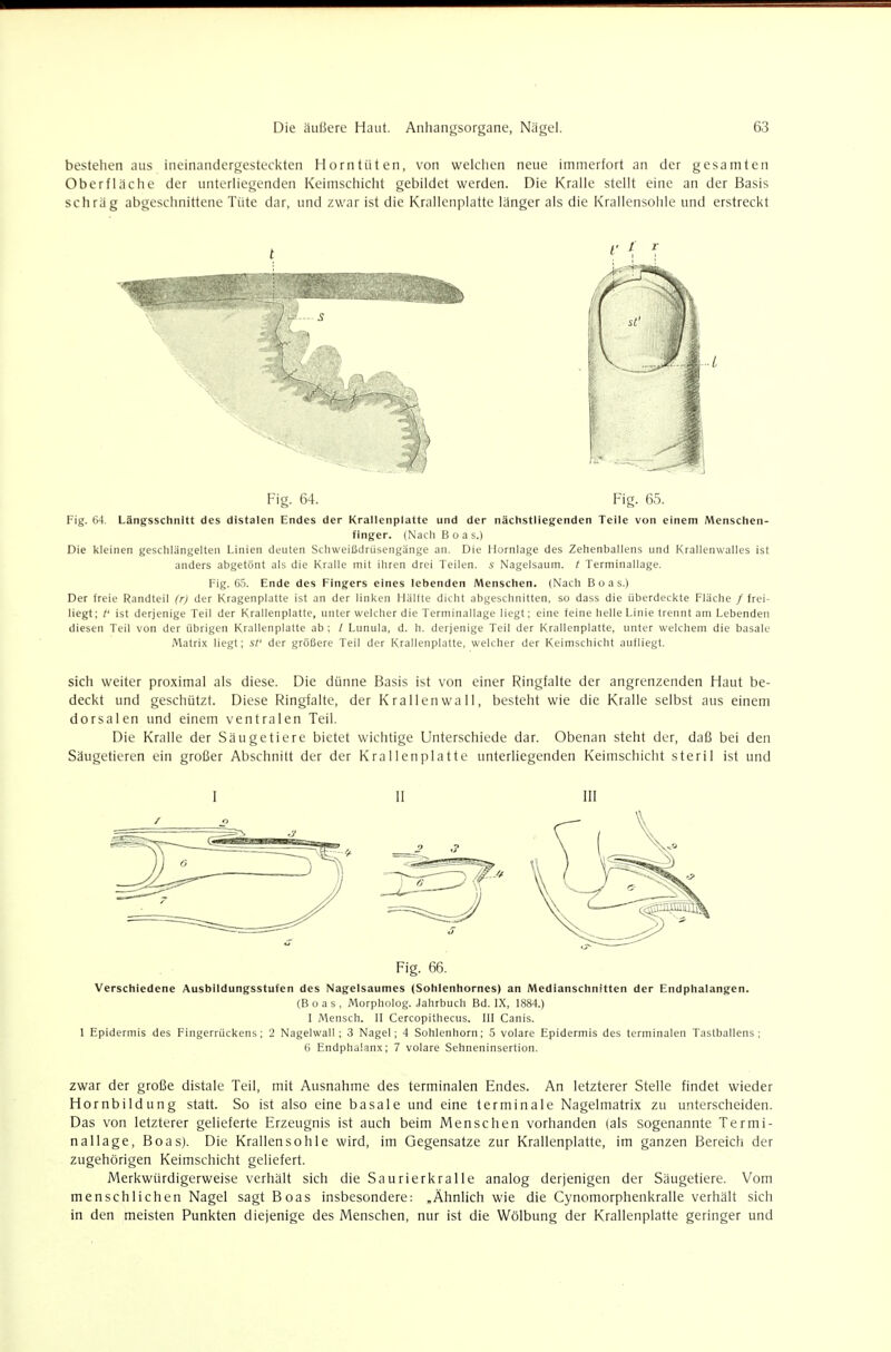 bestehen aus ineinandergesteckten Horntüten, von welchen neue immerfort an der gesamten Oberfläche der unterliegenden Keimschicht gebildet werden. Die Kralle stellt eine an der Basis schräg abgeschnittene Tüte dar, und zwar ist die Krallcnplatte länger als die Krallensolile und erstreckt Fig. 64. Fig. 65. Fig. 04. Längsschnitt des distalen Endes der Krallenplatte und der nächstliegenden Teile von einem Menschen- flnger. (Nach Boas.) Die kleinen geschlängelleii Linien deuten Schweißdrüsengänge an. Die Hornlage des Zehenballens und Krallenwalles ist anders abgetönt als die Kralle mit iliren drei Teilen, i Nagelsaurn. t Terminallage. Fig. 65. Ende des Fingers eines lebenden Menschen. (Nach Boas.) Der freie Randteil (r) der Kragenplatte ist an der linken HäKte dicht abgeschnitten, so dass die überdeckte Fläche / frei- liegt; t' ist derjenige Teil der Krallenplatfe, unter welcher die Terminallage liegt; eine feine helle Linie trennt am Lebenden diesen Teil von der übrigen Krallenplatte ab ; / Lunula, d. h. derjenige Teil der Krallenplatte, unter welchem die basale Matrix liegt; st' der größere Teil der Krallenplatte, welcher der Keimschicht aufliegt. sich weiter proximal als diese. Die dünne Basis ist von einer Ringfalte der angrenzenden Haut be- deckt und geschützt. Diese Ringfalte, der Krallen wall, besteht wie die Kralle selbst aus einem dorsalen und einem ventralen Teil. Die Kralle der Säugetiere bietet wichtige Unterschiede dar. Obenan steht der, daß bei den Säugetieren ein großer Abschnitt der der Krallenplatte unterliegenden Keimschicht steril ist und I II III Fig. 66. Verschiedene Ausbildungsstufen des Nagelsaumes (Sohlenhornes) an Medianschnitten der Endphalangen. (Boas, Morpholog. Jahrbuch Bd. IX, 1884.) I Mensch. II Cercopithecus. III Canis. 1 Epidermis des Fingerrückens; 2 Nagelwall; 3 Nagel; 4 Sohlenhorn; 5 volare Epidermis des terminalen Tastballens; 6 Endphalnnx; 7 volare Sehneninsertion. zwar der große distale Teil, mit Ausnahme des terminalen Endes. An letzterer Stelle findet wieder Hornbildung statt. So ist also eine basale und eine terminale Nagelmatrix zu unterscheiden. Das von letzterer gelieferte Iirzeugnis ist auch beim Menschen vorhanden (als sogenannte Termi- nallage, Boas). Die Krallensohle wird, im Gegensatze zur Krallenplatte, im ganzen Bereich der zugehörigen Keimschicht geliefert. Merkwürdigerweise verhält sich die Saurierkralle analog derjenigen der Säugetiere. Vom menschlichen Nagel sagt Boas insbesondere: „Ähnlich wie die Cynomorphenkralle verhält sich in den meisten Punkten diejenige des Menschen, nur ist die Wölbung der Krallenplatte geringer und