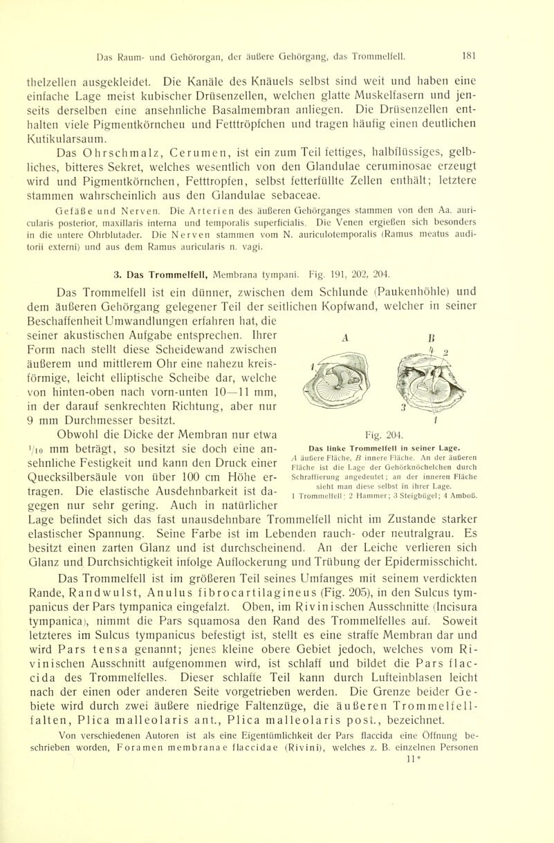 Das Raum- und Gehörorgan, der äußere Geliörgang, das Trommelfell. 181 thelzellen ausgekleidet. Die Kanäle des Knäuels selbst sind weit und haben eine einfache Lage meist kubischer Drüsenzellen, welchen glatte Muskelfasern und jen- seits derselben eine ansehnliche Basalmembran anliegen. Die Drüsenzellen ent- halten viele Pigmentkörncheu und Fetttröpfchen und tragen häufig einen deutlichen Kutikularsaum. Das Ohrschmalz, Cerumen, ist ein zum Teil fettiges, halbflüssiges, gelb- liches, bitteres Sekret, welches wesentlich von den Glandulae ceruminosae erzeugt wird und Pigmeiitkörnchen, Fetttropfen, selbst fetterfüllte Zellen enthält; letztere stammen wahrscheinlich aus den Glandulae sebaceae. Gefäße und Nerven. Die Arterien des äußeren Gehörganges stammen von den Aa. auri- cularis posterior, ma.xillaris interna und temporalis superficialis. Die Venen ergießen sich besonders in die untere Ohrblutader. Die Nerven stammen vom N. auriculotemporalis (Ramus meatus audi- torii externi) und aus dem Ramus auricularis n. vagi. A Fig. 204. Das linke Trommelfell in seiner Lage. A äußere Fläche, B innere Fläche. An der äußeren Fläche ist die Lage der Gehörknöchelchen durch Schraffierung angedeutet; an der inneren Fläche sieht man diese selbst in ihrer Lage. 1 Trommelfell; 2 Hammer; 3 Steigbügel; 4 Amboß. 3. Das Trommelfell, Membrana tympani. Fig. 191, 202, 204. Das Trommelfell ist ein dünner, zwischen dem Schlünde (Paukenhöhle) und dem äußeren Gehörgang gelegener Teil der seitlichen Kopfwand, welcher in seiner Beschaffenheit Umwandlungen erfahren hat, die seiner akustischen Aufgabe entsprechen. Ihrer Form nach stellt diese Scheidewand zwischen äußerem und mittlerem Ohr eine nahezu kreis- förmige, leicht elliptische Scheibe dar, welche von hinten-oben nach vorn-unten 10—11 mm, in der darauf senkrechten Richtung, aber nur 9 mm Durchmesser besitzt. Obwohl die Dicke der Membran nur etwa '/lo mm beträgt, so besitzt sie doch eine an- sehnliche Festigkeit und kann den Druck einer Quecksilbersäule von über 100 cm Höhe er- tragen. Die elastische Ausdehnbarkeit ist da- gegen nur sehr gering. Auch in natürlicher Lage befindet sich das fast unausdehnbare Trommelfell nicht im Zustande starker elastischer Spannung. Seine Farbe ist im Lebenden rauch- oder neutralgrau. Es besitzt einen zarten Glanz und ist durchscheinend. An der Leiche verlieren sich Glanz und Durchsichtigkeit infolge Auflockerung und Trübung der Epidermisschicht. Das Trommelfell ist im größeren Teil seines Umfanges mit seinem verdickten Rande, Randwulst, Anulus fibrocartilagineus (Fig. 205), in den Sulcus tym- panicus der Pars tympanica eingefalzt. Oben, im Rivinischen Ausschnitte (Incisura tympanica), nimmt die Pars squamosa den Rand des Trommelfelles auf. Soweit letzteres im Sulcus tympanicus befestigt ist, stellt es eine straffe Membran dar und wird Pars tensa genannt; jenes kleine obere Gebiet jedoch, welches vom Ri- vinischen Ausschnitt aufgenommen wird, ist schlaff und bildet die Pars flac- cida des Trommelfelles. Dieser schlaffe Teil kann durch Lufteinblasen leicht nach der einen oder anderen Seite vorgetrieben werden. Die Grenze beider Ge- biete wird durch zwei äußere niedrige Faltenzüge, die äußeren Trommelfell- falten, Plica malleolaris ant., Plica malleolaris post., bezeichnet. Von verschiedenen Autoren ist als eine Eigentümlichkeit der Pars flaccida eine Öffnung be- schrieben worden, Foramen membranae flaccidae (Rivini), welches z. B. einzelnen Personen /