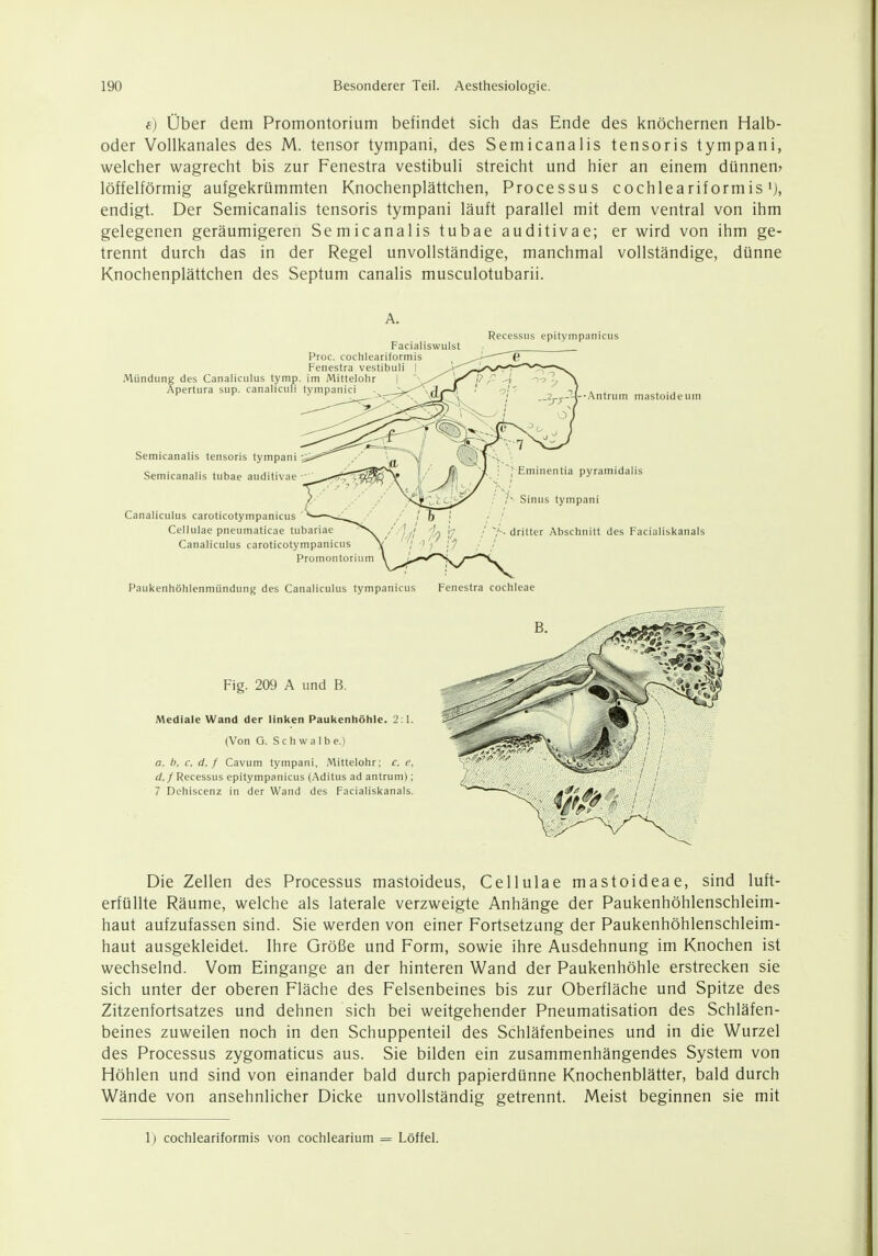 e) Über dem Promontorium befindet sich das Ende des knöchernen Halb- oder Vollkanales des M. tensor tympani, des Semicanalis tensoris tympani, welcher wagrecht bis zur Fenestra vestibuli streicht und hier an einem dünnen? löffeiförmig aufgekrümmten Knochenplättchen, Processus cochleariformis'), endigt. Der Semicanalis tensoris tympani läuft parallel mit dem ventral von ihm gelegenen geräumigeren Semicanalis tubae auditivae; er wird von ihm ge- trennt durch das in der Regel unvollständige, manchmal vollständige, dünne Knochenplättchen des Septum canalis musculotubarii. Die Zellen des Processus mastoideus, Cellulae mastoideae, sind luft- erfüllte Räume, welche als laterale verzweigte Anhänge der Paukenhöhlenschleim- haut aufzufassen sind. Sie werden von einer Fortsetzung der Paukenhöhlenschleim- haut ausgekleidet. Ihre Größe und Form, sowie ihre Ausdehnung im Knochen ist wechselnd. Vom Eingange an der hinteren Wand der Paukenhöhle erstrecken sie sich unter der oberen Fläche des Felsenbeines bis zur Oberfläche und Spitze des Zitzenfortsatzes und dehnen sich bei weitgehender Pneumatisation des Schläfen- beines zuweilen noch in den Schuppenteil des Schläfenbeines und in die Wurzel des Processus zygomaticus aus. Sie bilden ein zusammenhängendes System von Höhlen und sind von einander bald durch papierdünne Knochenblätter, bald durch Wände von ansehnlicher Dicke unvollständig getrennt. Meist beginnen sie mit 1) cochleariformis von cochlearium = Löffel.