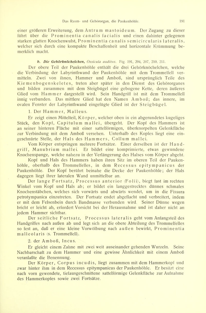 einer größeren Erweiterung, demAntrum mastoideum. Der Zugang zu dieser führt über die Prominentia canalis facialis und einen dahinter gelegenen starken glatten Knochenwulst, Prominentia canalis semicircularis lateralis, welcher sich durch eine kompakte Beschaffenheit und horizontale Krümmung be- merklich macht. b. Die Gehörknöchelchen, Ossiciila aiiditiis. Fig. 191, 204, 207, 210, 211. Der obere Teil der Paukenhöhle enthält die drei Gehörknöchelchen, welche die Verbindung der Labyrinthwand der Paukenhöhle mit dem Trommelfell ver- mitteln. Zwei von ihnen, Hammer und Amboß, sind ursprünglich Teile des Kiemenbogenskeletes, treten aber später in den Dienst des Gehörorganes und bilden zusammen mit dem Steigbügel eine gebogene Kette, deren äußeres Glied vom Hammer dargestellt wird. Sein Handgriff ist mit dem Trommelfell innig verbunden. Das mittlere Glied hat den Namen Amboß; das innere, im ovalen Fenster der Labyrinth wand eingefügte Glied ist der Steigbügel. 1. Der Hammer, Malleus. Er zeigt einen Mittelteil, Körper, welcher oben in ein abgerundetes kugeliges Stück, den Kopf, Capitulum mallei, übergeht. Der Kopf des Hammers ist an seiner hinteren Fläche mit einer sattelförmigen, überknorpelten Gelenkfläche zur Verbindung mit dem Amboß versehen. Unterhalb des Kopfes liegt eine ein- geschnürte Stelle, der Hals des Hammers, Collum mallei. Vom Körper entspringen mehrere Fortsätze. Einer derselben ist der Hand- griff, Manubrium mallei. Er bildet eine komprimierte, etwas gewundene Knochenspange, welche nahezu in der Verlängerung des Halses vom Körper abgeht. Kopf und Hals des Hammers haben ihren Sitz im oberen Teil der Pauken- höhle, oberhalb des Trommelfelles, in dem Recessus epitympanicus der Paukenhöhle. Der Kopf berührt beinahe die Decke der Paukenhöhle; der Hals dagegen liegt ihrer lateralen Wand unmittelbar an. Der lange Fortsatz, Processus anterior (Folii), biegt fast im rechten Winkel vom Kopf und Hals ab; er bildet ein langgestrecktes dünnes schmales Knochenstäbchen, welches sich vorwärts und abwärts wendet, um in die Fissura petrotympanica einzutreten. Der Fortsatz endet abgeflacht und verbreitert, indem er mit dem Felsenbein durch Bandmasse verbunden wird. Seiner Dünne wegen bricht er leicht ab, erfordert Vorsicht bei der Herausnahme und ist daher nicht an jedem Hammer sichtbar. Der seitliche Fortsatz, Processus lateralis geht vom Anfangsteil des Handgriffes nach außen ab und legt sich an die obere Abteilung des Trommelfelles so fest an, daß er eine kleine Vorwölbung nach außen bewirkt, Prominentia malleolaris (s. Trommelfell). 2. der Amboß, Incus. Er gleicht einem Zahne mit zwei weit auseinander gehenden Wurzeln. Seine Nachbarschaft zu dem Hammer und eine gewisse Ähnlichkeit mit einem Amboß veranlaßte die Benennung. Der Körper, Corpus incudis, liegt zusammen mit dem Hammerkopf und zwar hinter ihm in dem Recessus epitympanicus der Paukenhöhle. Er besitzt eine nach vorn gewendete, tiefausgeschnittene sattelförmige Gelenkfläche zur Aufnahme des Hammerkopfes sowie zwei Fortsätze.