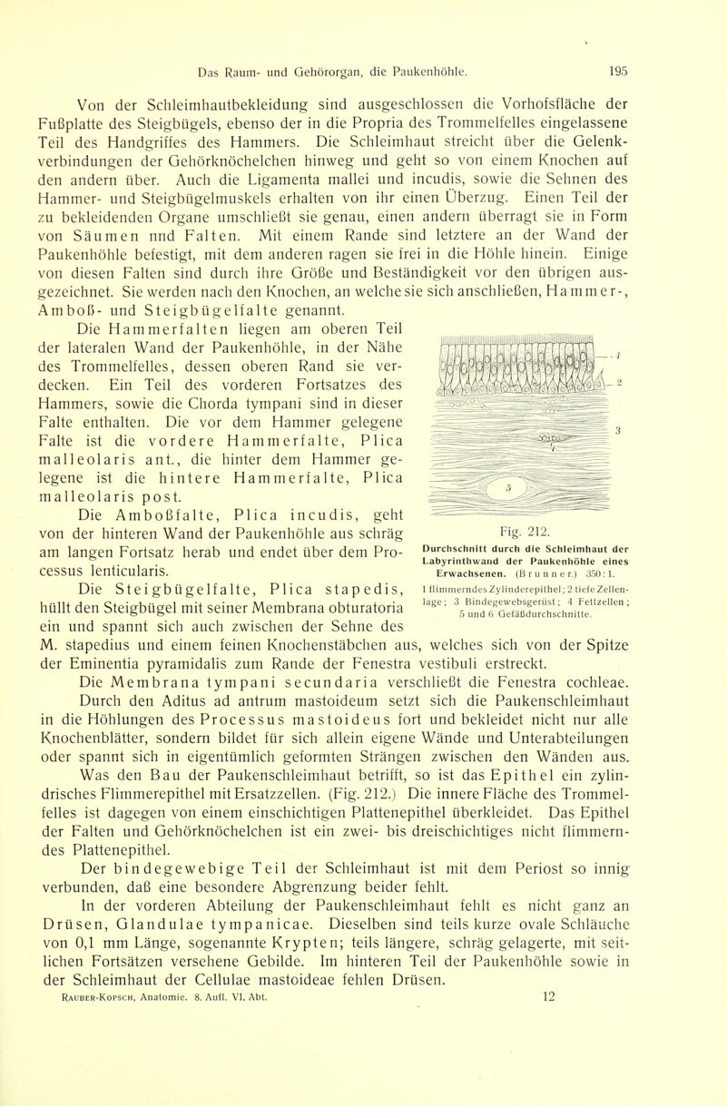 Von der Schleimhautbekleidung sind ausgeschlossen die Vorhofsfläche der Fußplatte des Steigbügels, ebenso der in die Propria des Trommelfelles eingelassene Teil des Handgriffes des Hammers. Die Schleimhaut streicht über die Gelenk- verbindungen der Gehörknöchelchen hinweg und geht so von einem Knochen auf den andern über. Auch die Ligamenta mallei und incudis, sowie die Sehnen des Hammer- und Steigbügelmuskels erhalten von ihr einen Überzug. Einen Teil der zu bekleidenden Organe umschließt sie genau, einen andern überragt sie in Form von Säumen nnd Falten. Mit einem Rande sind letztere an der Wand der Paukenhöhle befestigt, mit dem anderen ragen sie frei in die Höhle hinein. Einige von diesen Falten sind durch ihre Größe und Beständigkeit vor den übrigen aus- gezeichnet. Sie werden nach den Knochen, an welchesie sich anschließen, Hammer-, Amboß- und Steigbügelfalte genannt. Die Hammerfalten liegen am oberen Teil der lateralen Wand der Paukenhöhle, in der Nähe des Trommelfelles, dessen oberen Rand sie ver- decken. Ein Teil des vorderen Fortsatzes des Hammers, sowie die Chorda tympani sind in dieser Falte enthalten. Die vor dem Hammer gelegene Falte ist die vordere Hammerfalte, Plica malleolaris ant., die hinter dem Hammer ge- legene ist die hintere Hammerfalte, Plica malleolaris post. Die Amboßfalte, Plica incudis, geht von der hinteren Wand der Paukenhöhle aus schräg am langen Fortsatz herab und endet über dem Pro- cessus lenticularis. Die Steigbügelfalte, Plica stapedis, hüllt den Steigbügel mit seiner Membrana obturatoria ein und spannt sich auch zwischen der Sehne des M. stapedius und einem feinen Knochenstäbchen aus, welches sich von der Spitze der Eminentia pyramidalis zum Rande der Fenestra vestibuli erstreckt. Die Membrana tympani secundaria verschließt die Fenestra Cochleae. Durch den Aditus ad antrum mastoideum setzt sich die Paukenschleimhaut in die Höhlungen des Processus mastoideus fort und bekleidet nicht nur alle Knochenblätter, sondern bildet für sich allein eigene Wände und Unterabteilungen oder spannt sich in eigentümlich geformten Strängen zwischen den Wänden aus. Was den Bau der Paukenschleimhaut betrifft, so ist das Epithel ein zylin- drisches Flimmerepithel mit Ersatzzellen. (Fig. 212.) Die innere Fläche des Trommel- felles ist dagegen von einem einschichtigen Plattenepithel überkleidet. Das Epithel der Falten und Gehörknöchelchen ist ein zwei- bis dreischichtiges nicht flimmern- des Plattenepithel. Der bindegewebige Teil der Schleimhaut ist mit dem Periost so innig verbunden, daß eine besondere Abgrenzung beider fehlt. In der vorderen Abteilung der Paukenschleimhaut fehlt es nicht ganz an Drüsen, Glandulae tympanicae. Dieselben sind teils kurze ovale Schläuche von 0,1 mm Länge, sogenannte Krypten; teils längere, schräg gelagerte, mit seit- lichen Fortsätzen versehene Gebilde. Im hinteren Teil der Paukenhöhle sowie in der Schleimhaut der Cellulae mastoideae fehlen Drüsen. Rauber-Kopsch, Anatomie. 8. Aufl. VI. Abt. 12 Fig. 212. Durchschnitt durch die Schleimhaut der Labyrinthwand der Paultenhöhle eines Erwachsenen. (Brunner.) 35Ü:1. 1 flimmerndes Zylinderepithel; 2 tiefeZellen- lage; 3 Bindegewebsgerüst; 4 Fettzellen; 5 und t) Gefäßdurchschnitte.