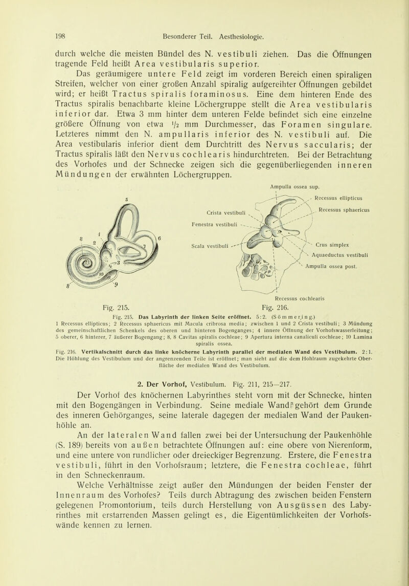 durch welche die meisten Bündel des N. vestibuli ziehen. Das die Öffnungen tragende Feld heißt Area vestibularis superior. Das geräumigere untere Feld zeigt im vorderen Bereich einen spiraligen Streifen, welcher von einer großen Anzahl spiralig aufgereihter Öffnungen gebildet wird; er heißt Tractus spiralis foraminosus. Eine dem hinteren Ende des Tractus spiralis benachbarte kleine Löchergruppe stellt die Area vestibularis inferior dar. Etwa 3 mm hinter dem unteren Felde befindet sich eine einzelne größere Öffnung von etwa '/2 mm Durchmesser, das Foramen singulare. Letzteres nimmt den N. ampullaris inferior des N. vestibuli auf. Die Area vestibularis inferior dient dem Durchtritt des Nervus saccularis; der Tractus spiralis läßt den Nervus cochlearis hindurchtreten. Bei der Betrachtung des Vorhofes und der Schnecke zeigen sich die gegenüberliegenden inneren Mündungen der erwähnten Löchergruppen. Ampulla ossea sup. Recessus cochlearis Fig. 215. Fig. 216. Fig. 215. Das Labyrinth der linken Seite eröffnet. 5:2. (S ö m m e rj n g.) 1 Recessus ellipticus; 2 Recessus sphaericus mit Macula cribrosa media; zwischen 1 und 2 Crista vestibuli; 3 Mündung des gemeinschaftlichen Schenkels des oberen und hinteren Bogenganges; 4 innere Öffnung der Vorhofswasserleitung; 5 oberer, 6 hinterer, 7 äußerer Bogengang; 8, 8 Cavitas spiralis Cochleae; 9 Apertura interna canaliculi Cochleae; 10 Lamina spiralis ossea. Fig. 216. Vertikalschnitt durch das linke knöcherne Labyrinth parallel der medialen Wand des Vestibulum. 2:1. Die Höhlung des Vestibulum und der angrenzenden Teile ist eröffnet; man sieht auf die dem Hohlraum zugekehrte Ober- fläche der medialen Wand des Vestibulum. 2. Der Vorhof, Vestibulum. Fig. 211, 215-217. Der Vorhof des knöchernen Labyrinthes steht vorn mit der Schnecke, hinten mit den Bogengängen in Verbindung. Seine mediale Wand? gehört dem Grunde des inneren Gehörganges, seine laterale dagegen der medialen Wand der Pauken- höhle an. An der lateralen Wand fallen zwei bei der Untersuchung der Paukenhöhle (S. 189) bereits von außen betrachtete Öffnungen auf: eine obere von Nierenform, und eine untere von rundlicher oder dreieckiger Begrenzung. Erstere, die Fenestra vestibuli, führt in den Vorhofsraum; letztere, die Fenestra Cochleae, führt in den Schneckenraum. Welche Verhältnisse zeigt außer den Mündungen der beiden Fenster der Innenraum des Vorhofes? Teils durch Abtragung des zwischen beiden Fenstern gelegenen Promontorium, teils durch Herstellung von Ausgüssen des Laby- rinthes mit erstarrenden Massen gelingt es, die Eigentümlichkeiten der Vorhofs- wände kennen zu lernen.
