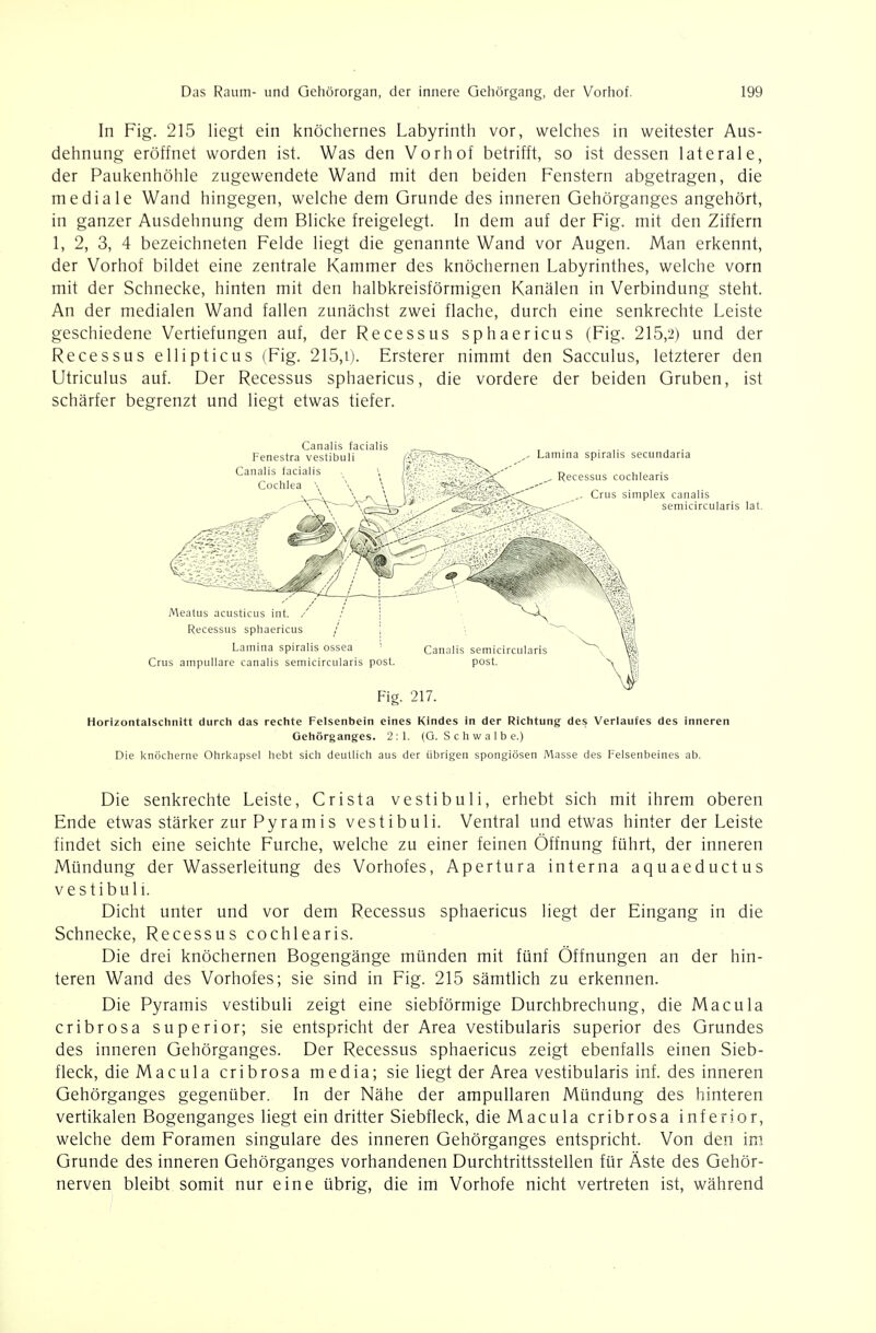 In Fig. 215 liegt ein knöcliernes Labyrinth vor, welclies in weitester Aus- dehnung eröffnet worden ist. Was den Vorhof betrifft, so ist dessen laterale, der Paukenhöhle zugewendete Wand mit den beiden Fenstern abgetragen, die mediale Wand hingegen, welche dem Grunde des inneren Gehörganges angehört, in ganzer Ausdehnung dem Blicke freigelegt. In dem auf der Fig. mit den Ziffern 1, 2, 3, 4 bezeichneten Felde liegt die genannte Wand vor Augen. Man erkennt, der Vorhof bildet eine zentrale Kammer des knöchernen Labyrinthes, welche vorn mit der Schnecke, hinten mit den halbkreisförmigen Kanälen in Verbindung steht. An der medialen Wand fallen zunächst zwei flache, durch eine senkrechte Leiste geschiedene Vertiefungen auf, der Recessus sphaericus (Fig. 215,2) und der Recessus ellipticus (Fig. 215,i). Ersterer nimmt den Sacculus, letzterer den Utriculus auf. Der Recessus sphaericus, die vordere der beiden Gruben, ist schärfer begrenzt und liegt etwas tiefer. Canalis facialis Fenestra vestibuli Canalis facialis Cochlea \ Lamina spiralis secundaria - Recessus cochlearis Crus Simplex canalis semicircularis lat. Meatus acusticus int. / / ; Recessus sphaericus / Lamina spiralis ossea ' Crus ampullare canalis semicircularis post Canalis semicircularis post. Fig. 217. Horizontalschnitt durch das rechte Felsenbein eines Kindes In der Richtung des Verlaufes des inneren Gehörganges. 2:1. (G. S c h w a 1 b e.) Die knöcherne Ohrkapsel hebt sich deutlich aus der übrigen spongiösen Masse des Felsenbeines ab. Die senkrechte Leiste, Crista vestibuli, erhebt sich mit ihrem oberen Ende etwas stärker zur Pyramis vestibuli. Ventral und etwas hinter der Leiste findet sich eine seichte Furche, welche zu einer feinen Öffnung führt, der inneren Mündung der Wasserleitung des Vorhofes, Apertura interna aquaeductus vestibuli. Dicht unter und vor dem Recessus sphaericus liegt der Eingang in die Schnecke, Recessus cochlearis. Die drei knöchernen Bogengänge münden mit fünf Öffnungen an der hin- teren Wand des Vorhofes; sie sind in Fig. 215 sämtlich zu erkennen. Die Pyramis vestibuli zeigt eine siebförmige Durchbrechung, die Macula cribrosa superior; sie entspricht der Area vestibularis superior des Grundes des inneren Gehörganges. Der Recessus sphaericus zeigt ebenfalls einen Sieb- fleck, die Macula cribrosa media; sie liegt der Area vestibularis inf. des inneren Gehörganges gegenüber. In der Nähe der ampullaren Mündung des hinteren vertikalen Bogenganges liegt ein dritter Siebfleck, die Macula cribrosa inferior, welche dem Foramen singulare des inneren Gehörganges entspricht. Von den im Grunde des inneren Gehörganges vorhandenen Durchtrittsstellen für Äste des Gehör- nerven bleibt somit nur eine übrig, die im Vorhofe nicht vertreten ist, während