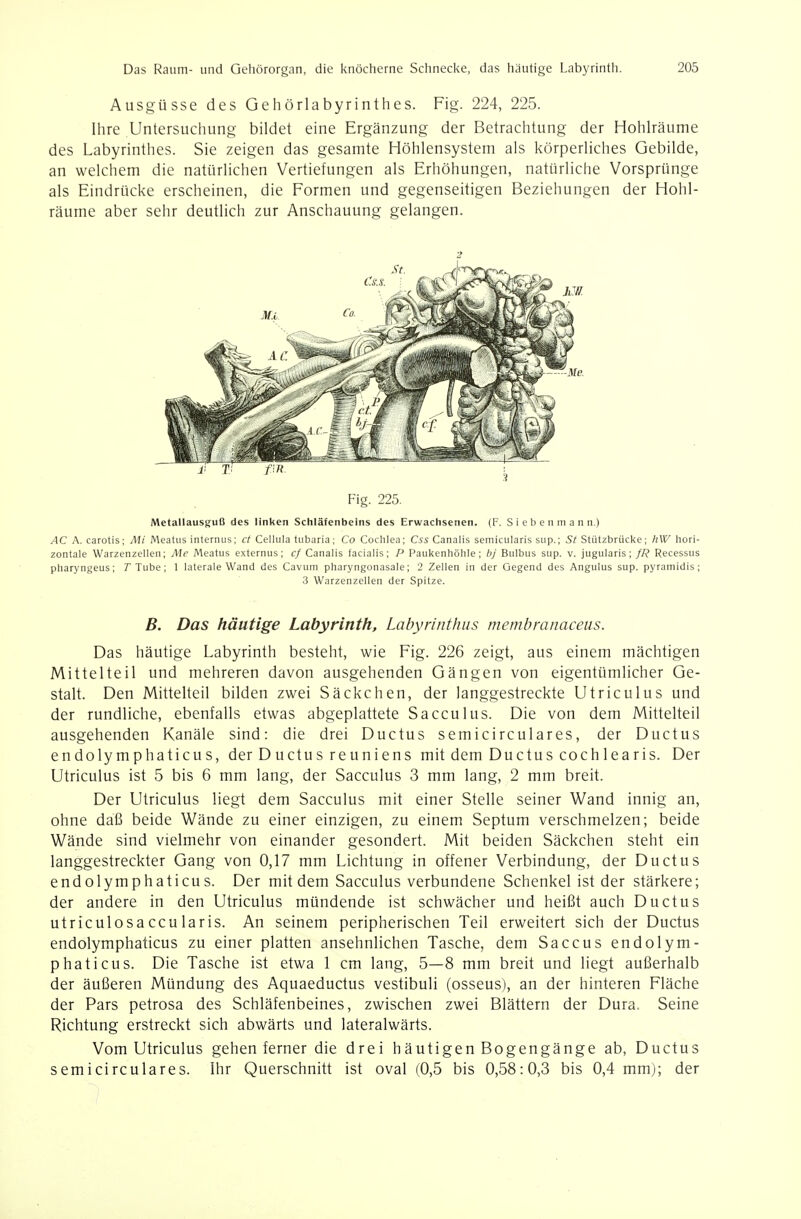 Ausgüsse des Gehörlabyrinthes. Fig. 224, 225. Ihre Untersuchung bildet eine Ergänzung der Betrachtung der Hohlräume des Labyrinthes. Sie zeigen das gesamte Höhlensystem als körperliches Gebilde, an welchem die natürlichen Vertiefungen als Erhöhungen, natürliche Vorsprünge als Eindrücke erscheinen, die Formen und gegenseitigen Beziehungen der Hohl- räume aber sehr deutlich zur Anschauung gelangen. 2 Metallausffuß des linken Schläfenbeins des Erwachsenen. (F. Sieben mann.) AC A. carotis; Mi Meatus internus; et Cellula tubaria; Co Coctilea; Css Canalis semicularis sup.; St Stützbrücke; h\V liori- zontale Warzenzellen; Me Meatus externus; cf Canalis facialis; P Paukenhöhle; bj Bulbus sup. v. jugularis; fR Recessus pharyngeus; TTube; 1 laterale Wand des Cavum pharyngonasale; 2 Zellen in der Gegend des Angulus sup. pyrarnidis; 3 Warzenzellen der Spitze. B. Das häutige Labyrinth, Labyrinthiis membranaceus. Das häutige Labyrinth besteht, wie Fig. 226 zeigt, aus einem mächtigen Mittelteil und mehreren davon ausgehenden Gängen von eigentümlicher Ge- stalt. Den Mittelteil bilden zwei Säckchen, der langgestreckte Utriculus und der rundliche, ebenfalls etwas abgeplattete Sacculus. Die von dem Mittelteil ausgehenden Kanäle sind: die drei Ductus semicirculares, der Ductus endolymphaticus, der Ductus reuniens mit dem Ductus cochlearis. Der Utriculus ist 5 bis 6 mm lang, der Sacculus 3 mm lang, 2 mm breit. Der Utriculus liegt dem Sacculus mit einer Stelle seiner Wand innig an, ohne daß beide Wände zu einer einzigen, zu einem Septum verschmelzen; beide Wände sind vielmehr von einander gesondert. Mit beiden Säckchen steht ein langgestreckter Gang von 0,17 mm Lichtung in offener Verbindung, der Ductus endolymphaticus. Der mit dem Sacculus verbundene Schenkel ist der stärkere; der andere in den Utriculus mündende ist schwächer und heißt auch Ductus utriculosaccularis. An seinem peripherischen Teil erweitert sich der Ductus endolymphaticus zu einer platten ansehnlichen Tasche, dem Saccus endolym- phaticus. Die Tasche ist etwa 1 cm lang, 5—8 mm breit und liegt außerhalb der äußeren Mündung des Aquaeductus vestibuli (osseus), an der hinteren Fläche der Pars petrosa des Schläfenbeines, zwischen zwei Blättern der Dura. Seine Richtung erstreckt sich abwärts und lateralwärts. Vom Utriculus gehen ferner die drei häutigen Bogengänge ab, Ductus semicirculares. Ihr Querschnitt ist oval (0,5 bis 0,58:0,3 bis 0,4 mmj; der