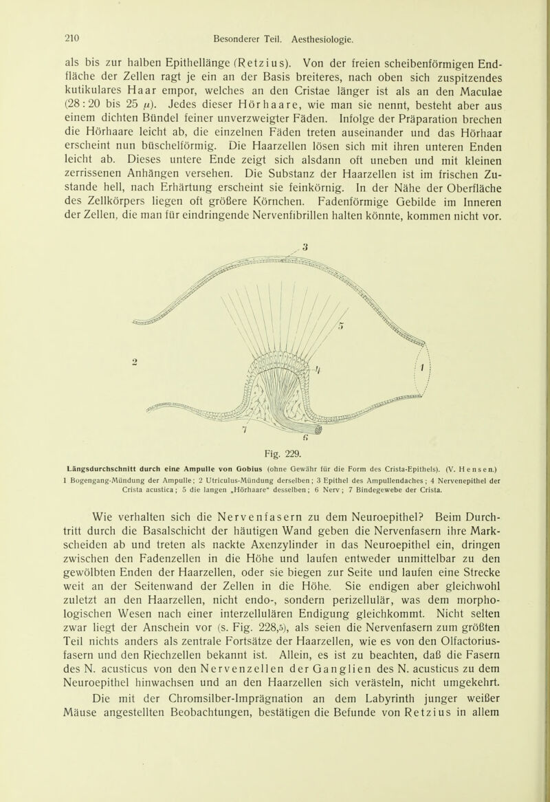 als bis zur halben Epithellänge (Retzius). Von der freien scheibenförmigen End- fläche der Zellen ragt je ein an der Basis breiteres, nach oben sich zuspitzendes kutikulares Haar empor, welches an den Cristae länger ist als an den Maculae (28:20 bis 25 fi). Jedes dieser Hör haare, wie man sie nennt, besteht aber aus einem dichten Bündel feiner unverzweigter Fäden. Infolge der Präparation brechen die Hörhaare leicht ab, die einzelnen Fäden treten auseinander und das Hörhaar erscheint nun büschelförmig. Die Haarzellen lösen sich mit ihren unteren Enden leicht ab. Dieses untere Ende zeigt sich alsdann oft uneben und mit kleinen zerrissenen Anhängen versehen. Die Substanz der Haarzellen ist im frischen Zu- stande hell, nach Erhärtung erscheint sie feinkörnig. In der Nähe der Oberfläche des Zellkörpers liegen oft größere Körnchen. Fadenförmige Gebilde im Inneren der Zellen, die man für eindringende Nervenfibrillen halten könnte, kommen nicht vor. 3 Fig. 229. Längsdurchschnitt durch ein£ Ampulle von Goblus (ohne Gewähr für die Form des Crista-Epithels). (V. Mensen.) 1 Bogengang-Mündung der Ampulle; 2 Utriculus-Mündung derselben; 3 Epithel des Ampullendaches; 4 Nervenepithel der Crista acustica ; 5 die langen „Hörhaare desselben; 6 Nerv; 7 Bindegewebe der Crista. Wie verhalten sich die Nervenfasern zu dem Neuroepithel? Beim Durch- tritt durch die Basalschicht der häutigen Wand geben die Nervenfasern ihre Mark- scheiden ab und treten als nackte Axenzylinder in das Neuroepithel ein, dringen zwischen den Fadenzellen in die Höhe und laufen entweder unmittelbar zu den gewölbten Enden der Haarzellen, oder sie biegen zur Seite und laufen eine Strecke weit an der Seitenwand der Zellen in die Höhe. Sie endigen aber gleichwohl zuletzt an den Haarzellen, nicht endo-, sondern perizellulär, was dem morpho- logischen Wesen nach einer interzellulären Endigung gleichkommt. Nicht selten zwar liegt der Anschein vor (s. Fig. 228,5), als seien die Nervenfasern zum größten Teil nichts anders als zentrale Fortsätze der Haarzellen, wie es von den Olfactorius- fasern und den Riechzellen bekannt ist. Allein, es ist zu beachten, daß die Fasern des N. acusticus von den Nervenzellen der Ganglien des N. acusticus zu dem Neuroepithel hinwachsen und an den Haarzellen sich verästeln, nicht umgekehrt. Die mit der Chromsilber-Imprägnation an dem Labyrinth junger weißer Mäuse angestellten Beobachtungen, bestätigen die Befunde von Retzius in allem