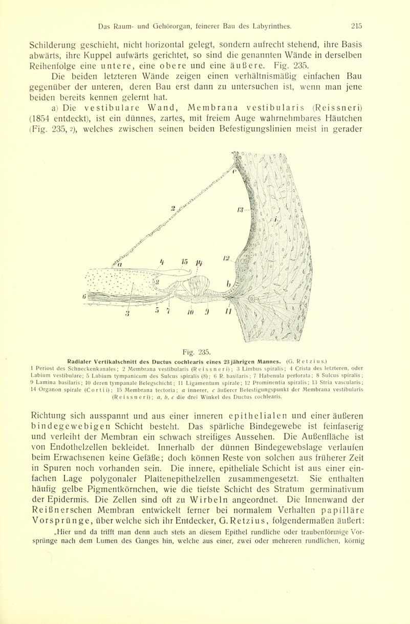 Schilderung geschieht, nicht horizontal gelegt, sondern aufrecht stehend, ihre Basis abwärts, ihre Kuppel aufwärts gerichtet, so sind die genannten Wände in derselben Reihenfolge eine untere, eine obere und eine äußere. Fig. 235. Die beiden letzteren Wände zeigen einen verhältnismäßig einfachen Bau gegenüber der unteren, deren Bau erst dann zu untersuchen ist, wenn man jene beiden bereits kennen gelernt hat. a) Die vestibuläre Wand, Membrana vestibularis (Reissneri) (1854 entdeckt), ist ein dünnes, zartes, mit freiem Auge wahrnehmbares Häutchen (Fig. 235,2), welches zwischen seinen beiden Befestigungslinien meist in gerader Fig. 235. Radialer Vertil<alsclinitt des Ductus cochlearis eines 23jälirigen Mannes. (G. R e t z i u s.) 1 Periost des Schneckentcanales; 2 Membrana vestibularis (Reissneri); 3 Linibus spiralis; 4 Crista des letzteren, oder Labium vestibuläre; 5 I.abium tympanicum des Sulcus spiralis (8); 6 R. basilaris; 7 Habenula perforata; 8 Sulcus spiralis; 9 Lamina basilaris; 10 deren tympanale Belegschicht; 11 Ligamentum spirale; 12 Prominentia spiralis; 13 Stria vascularis; 14 Organen spirale (Cortii); 15 Membrana tectoria; a innerer, c äußerer Befestigungspunl<t der Membrana vestibularis (Reissneri); a, ö, c die drei Winkel des Ductus cochlearis. Richtung sich ausspannt und aus einer inneren epithelialen und einer äußeren bindegewebigen Schicht besteht. Das spärliche Bindegewebe ist feinfaserig und verleiht der Membran ein schwach streifiges Aussehen. Die Außenfläche ist von Endothelzellen bekleidet. Innerhalb der dünnen Bindegewebslage verlaufen beim Erwachsenen keine Gefäße; doch können Reste von solchen aus früherer Zeit in Spuren noch vorhanden sein. Die innere, epitheliale Schicht ist aus einer ein- fachen Lage polygonaler Plattenepithelzellen zusammengesetzt. Sie enthalten häufig gelbe Pigmentkörnchen, wie die tiefste Schicht des Stratum germinativum der Epidermis. Die Zellen sind oft zu Wirbeln angeordnet. Die Innenwand der Reißnerschen Membran entwickelt ferner bei normalem Verhalten papilläre Vorsprünge, überweiche sich ihr Entdecker, G.Retzius, folgendermaßen äußert: „Hier und da trifft man denn auch stets an diesem Epithel rundliche oder traubenförmige Vor- sprünge nach dem Lumen des Ganges hin, welche aus einer, zwei oder mehreren rundlichen, körnig
